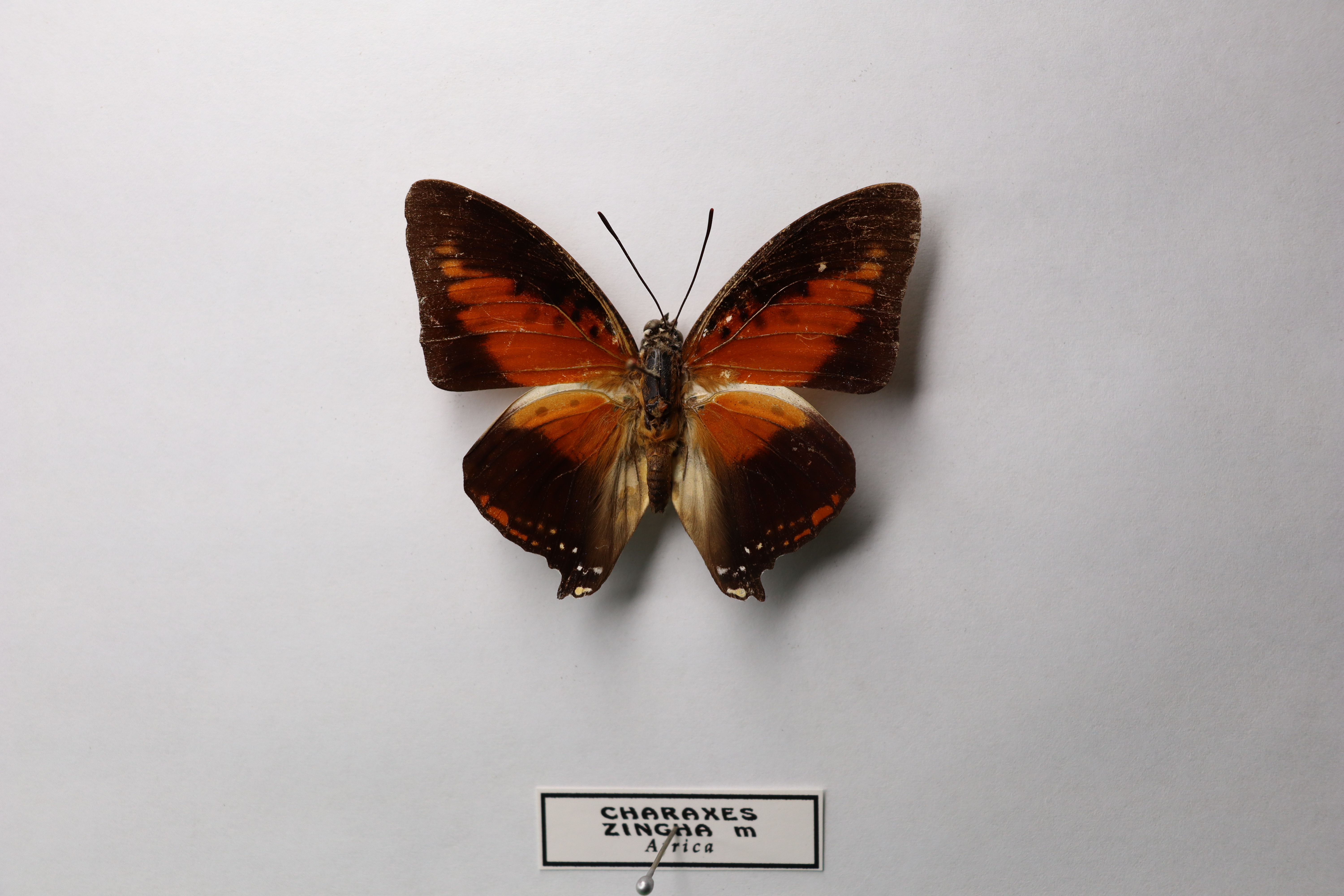 Charaxes zingha
