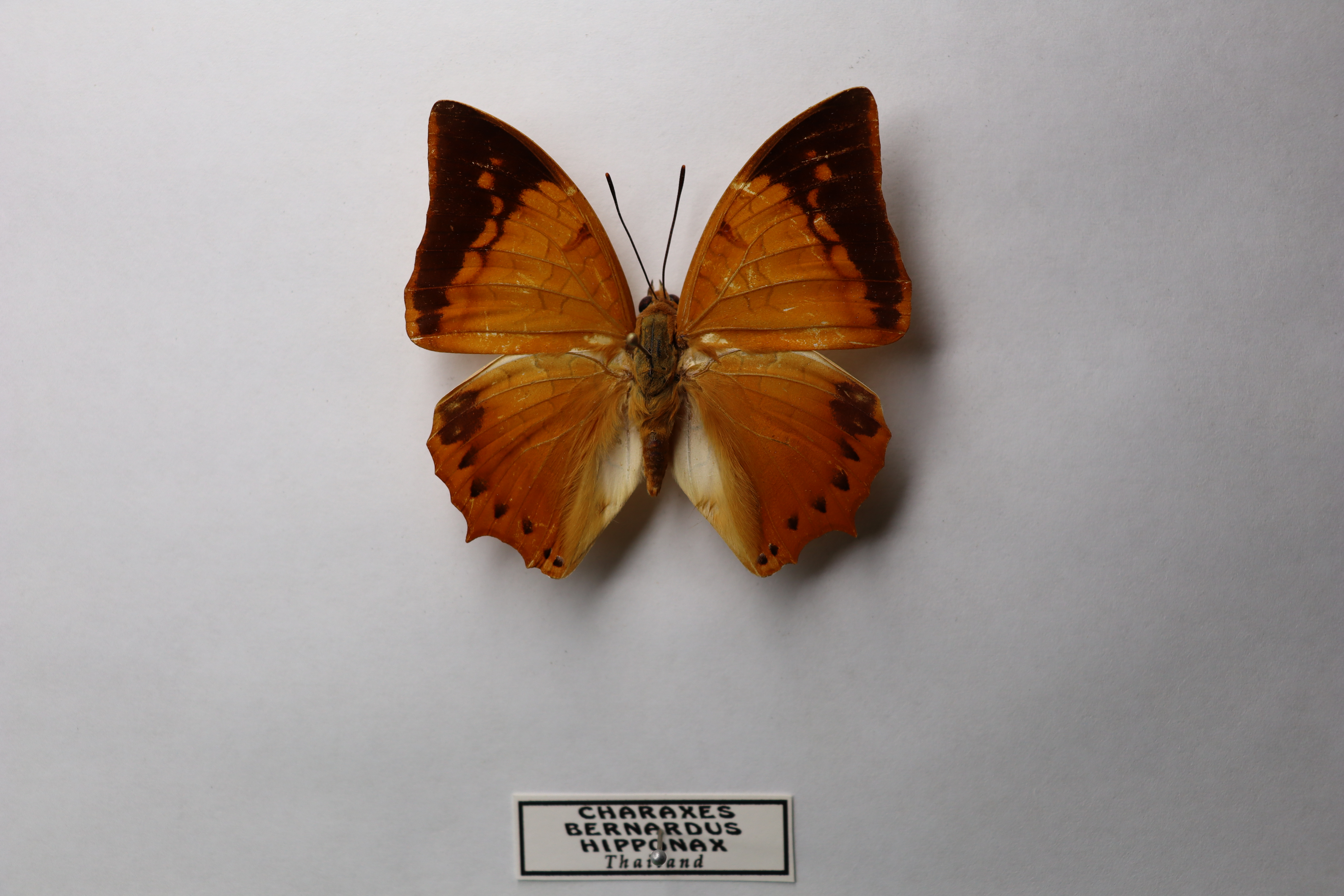 Charaxes bernardus hipponax