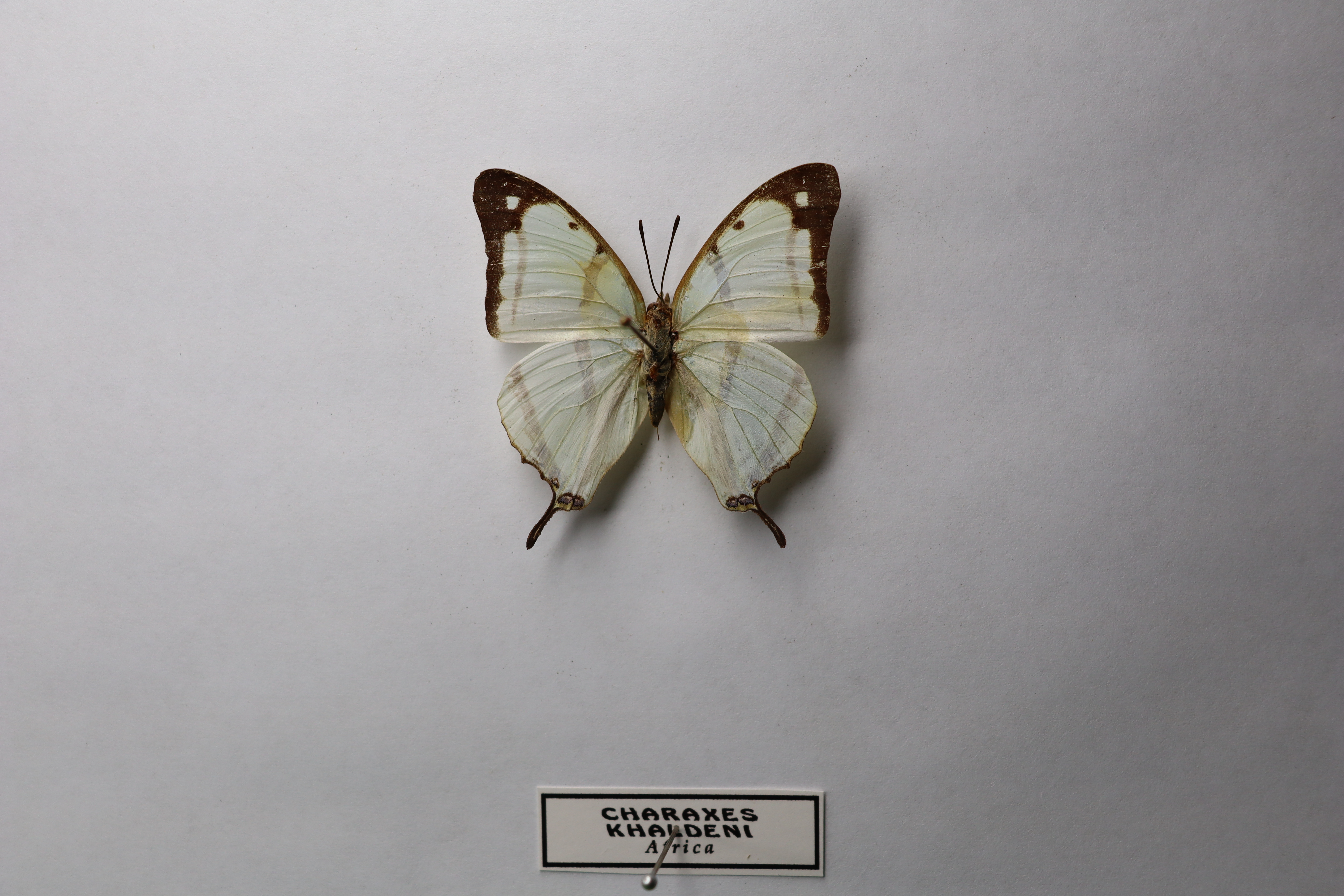 Charaxes khaldeni