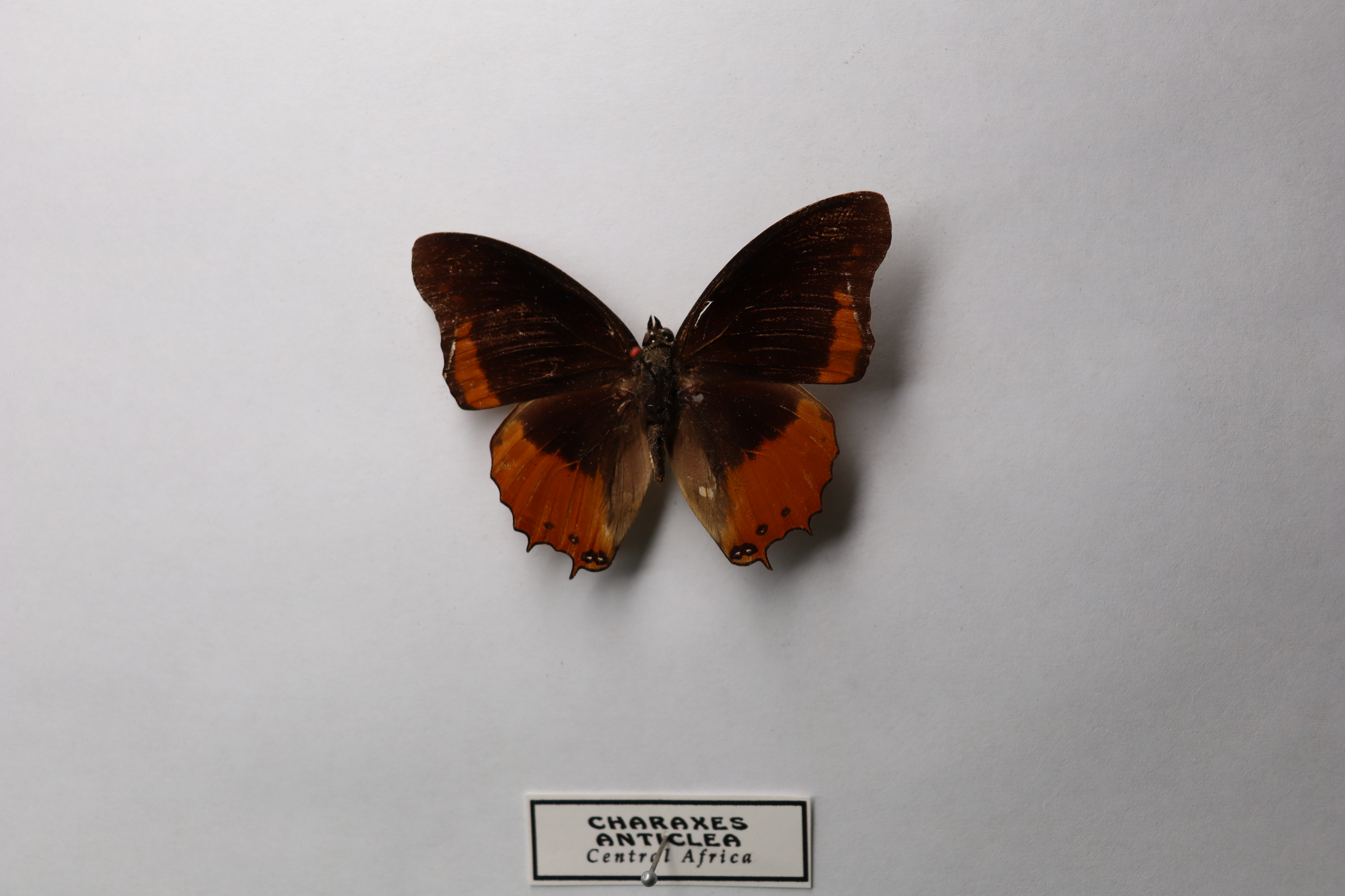 Charaxes anticlea