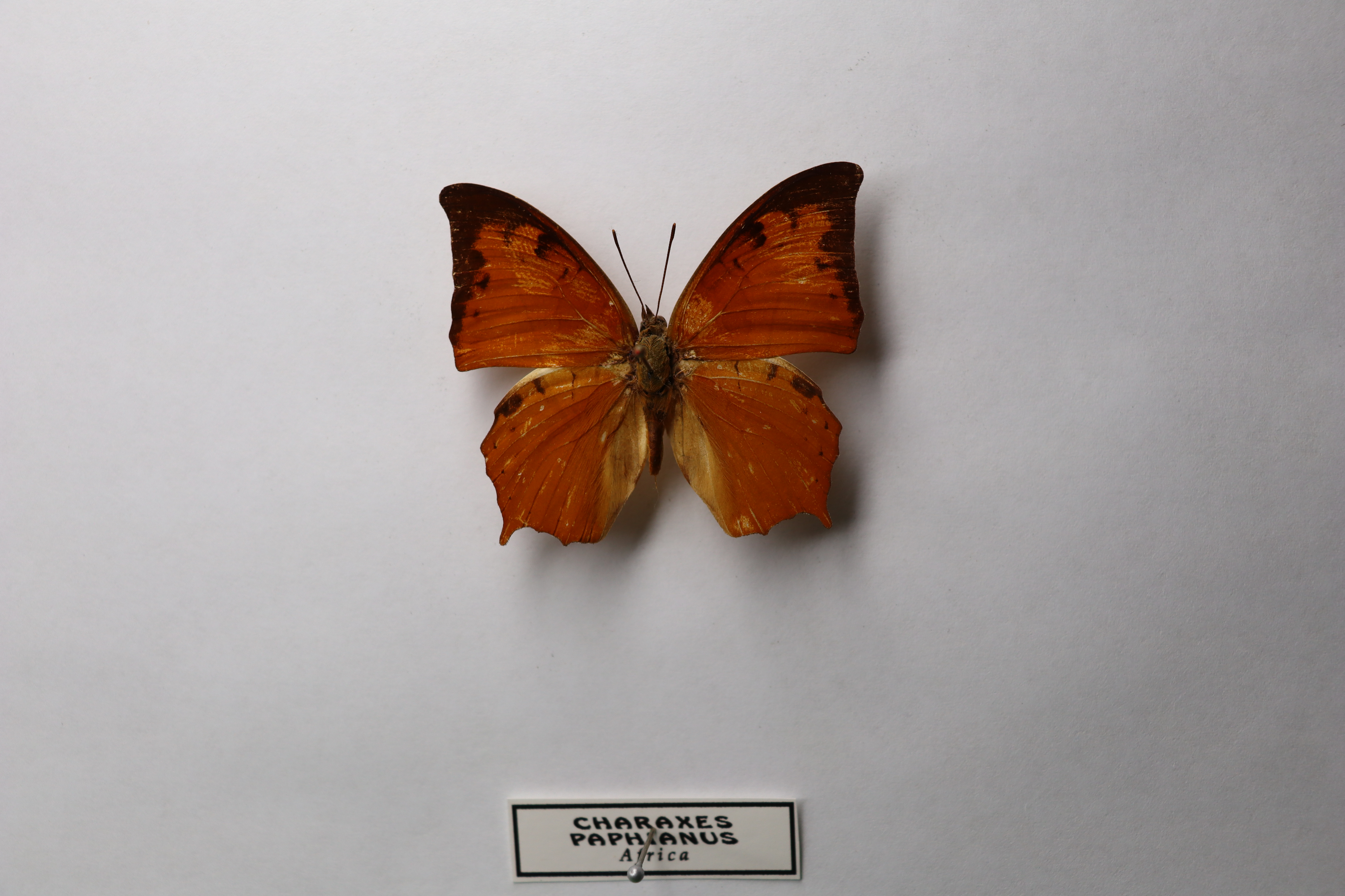  Charaxes paphianus (серповидный красный харакс)