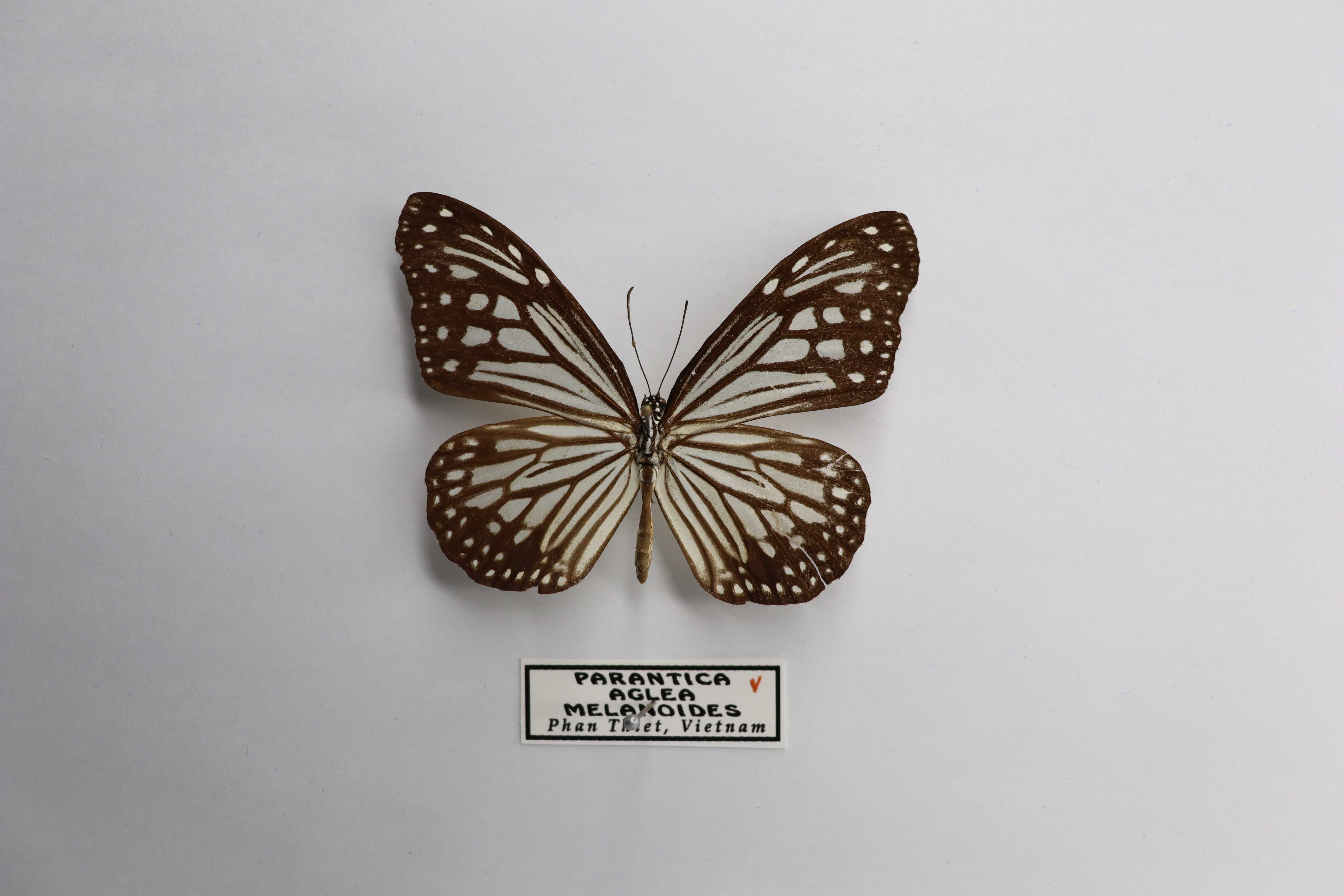 Parantica aglea melanoides