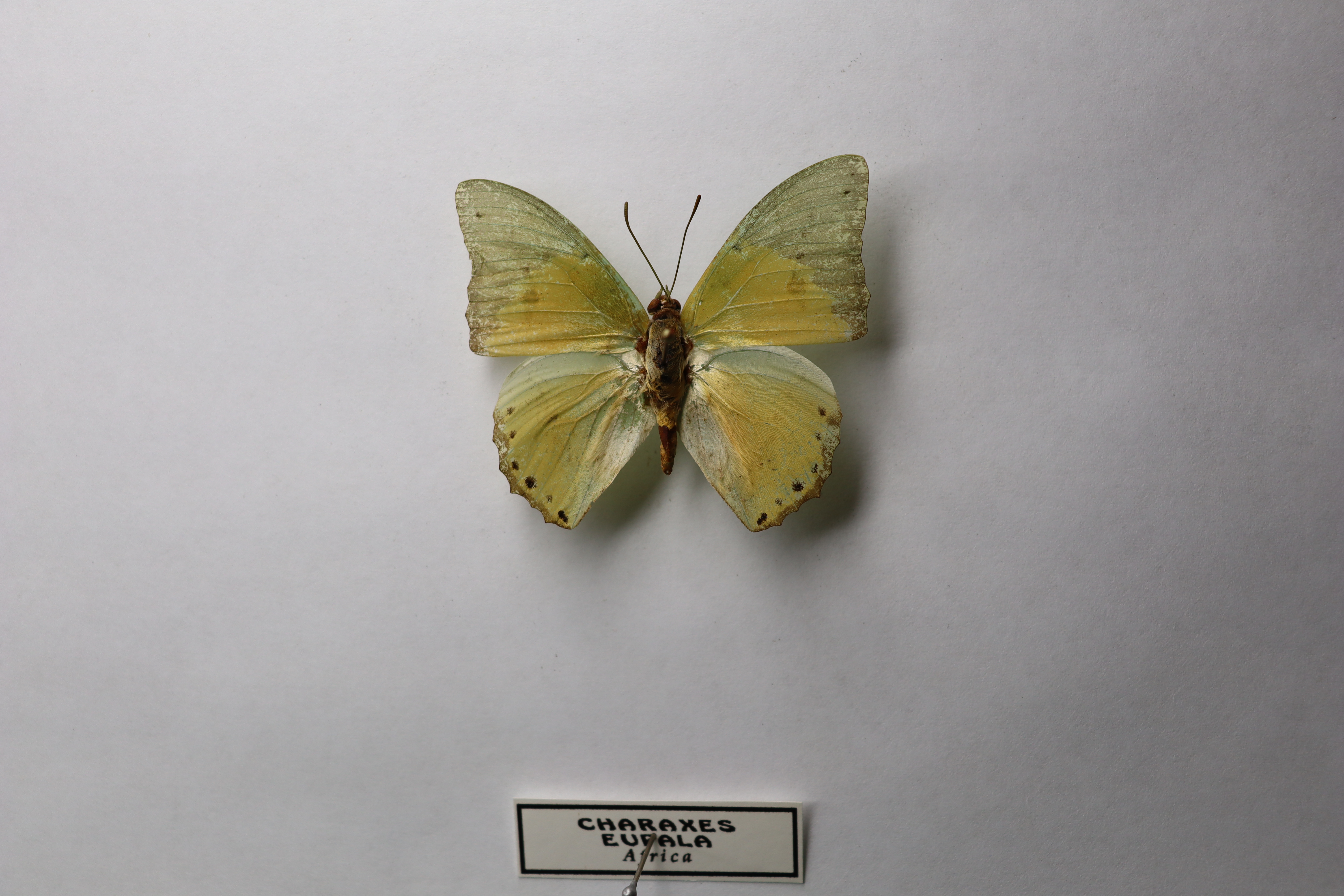 Charaxes eupale