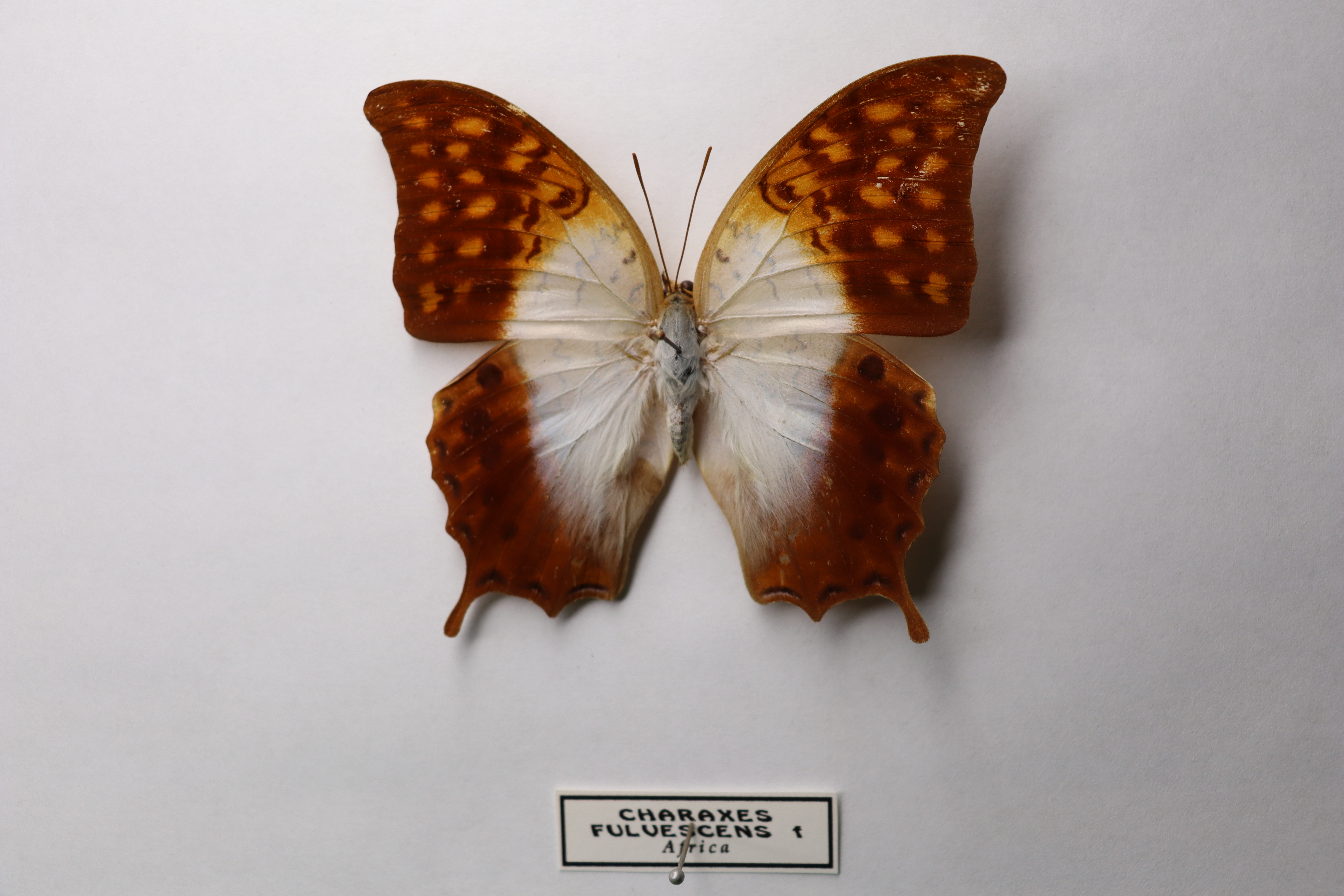 Charaxes fulvescens