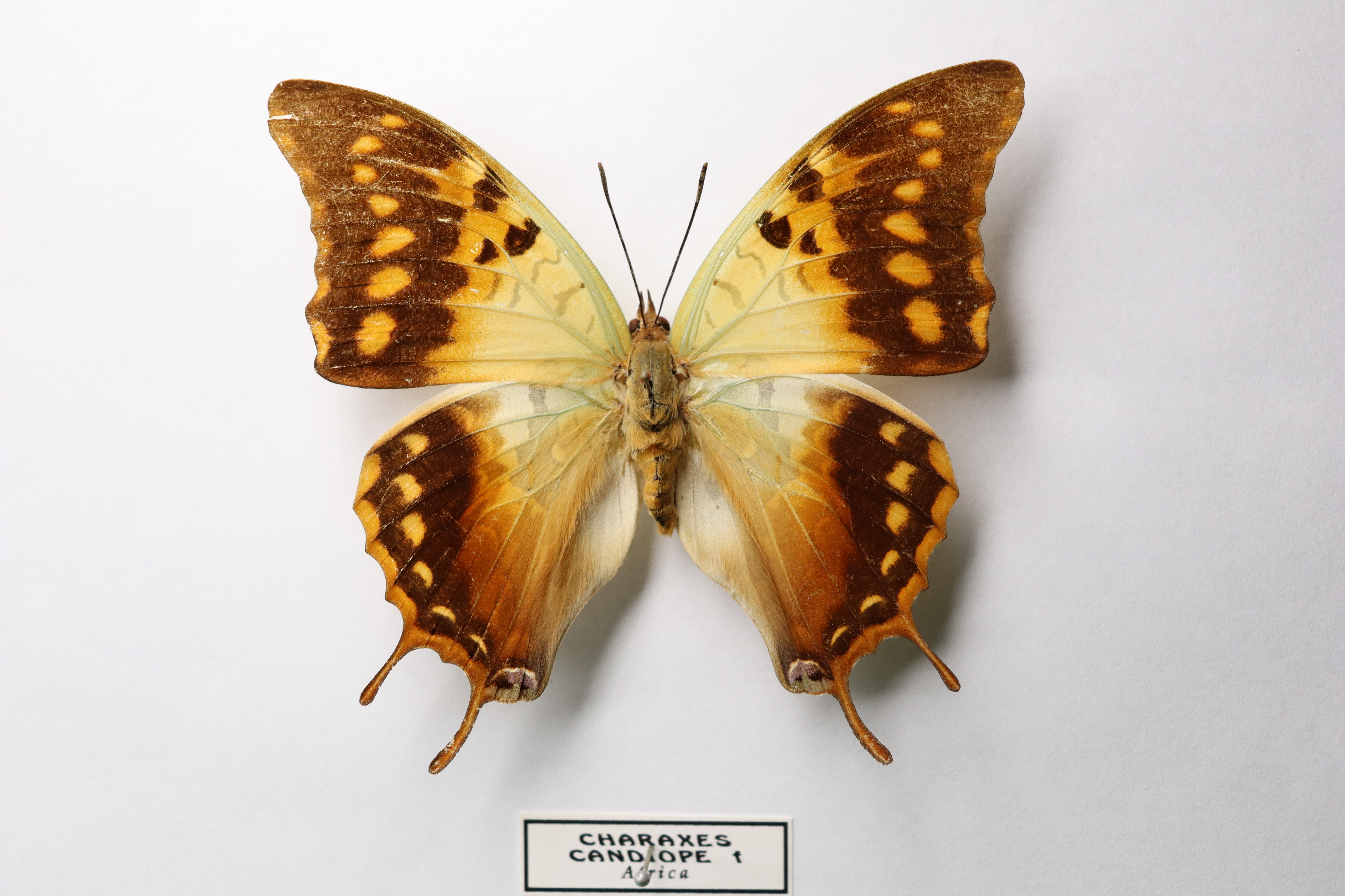 Charaxes candiope(зеленожилковый харакс)