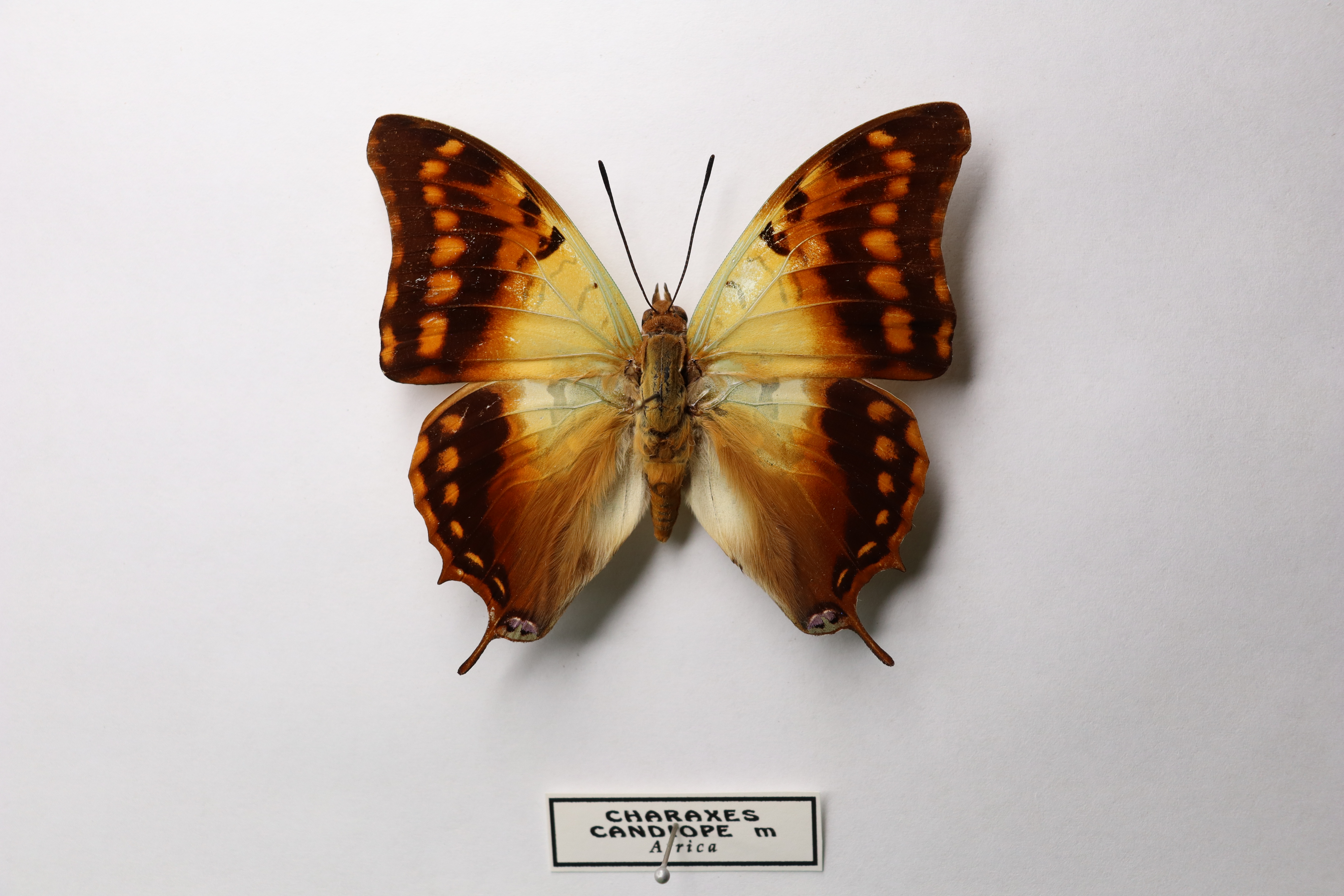 Charaxes Candiope