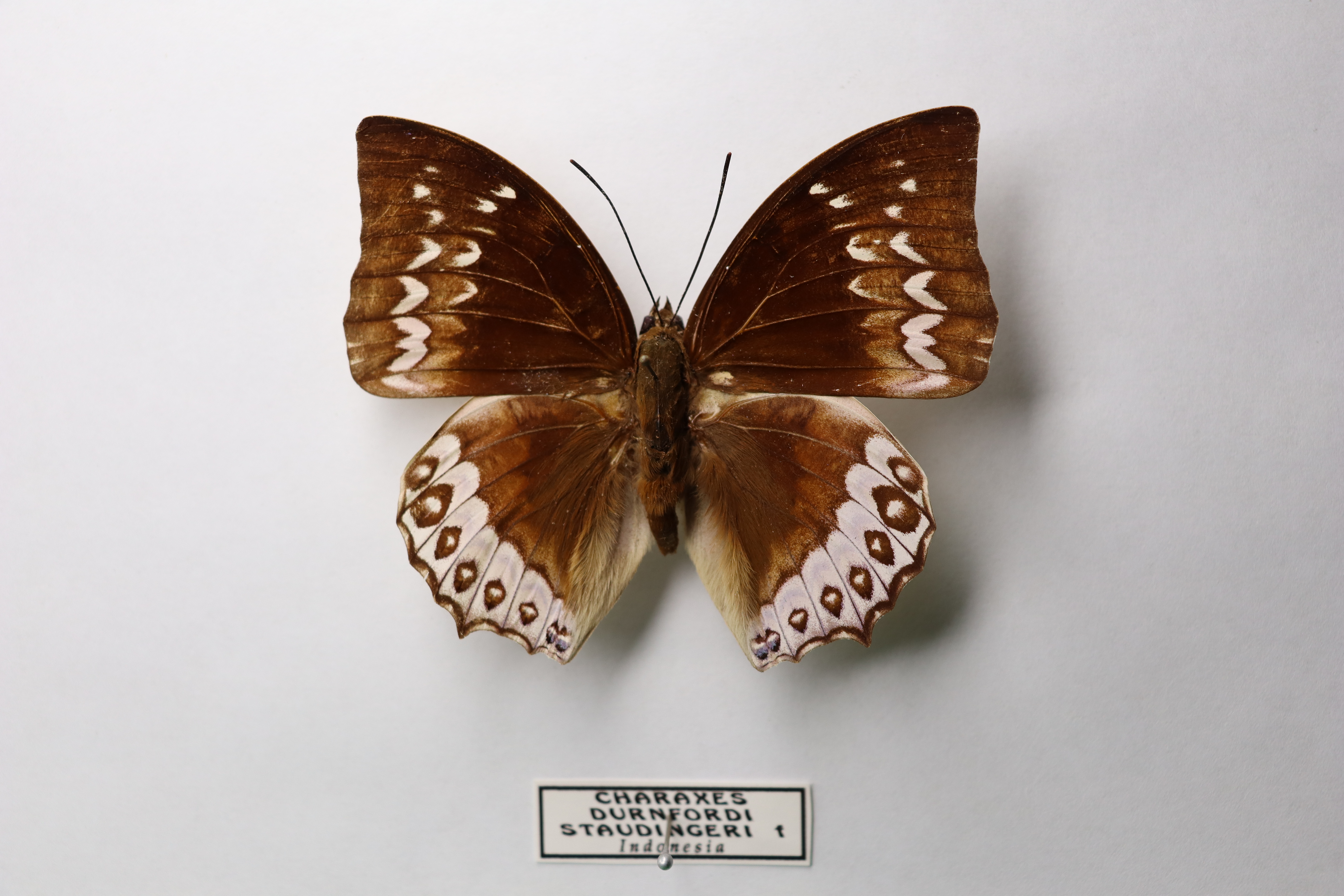 Charaxes durnfordi staudingeri 