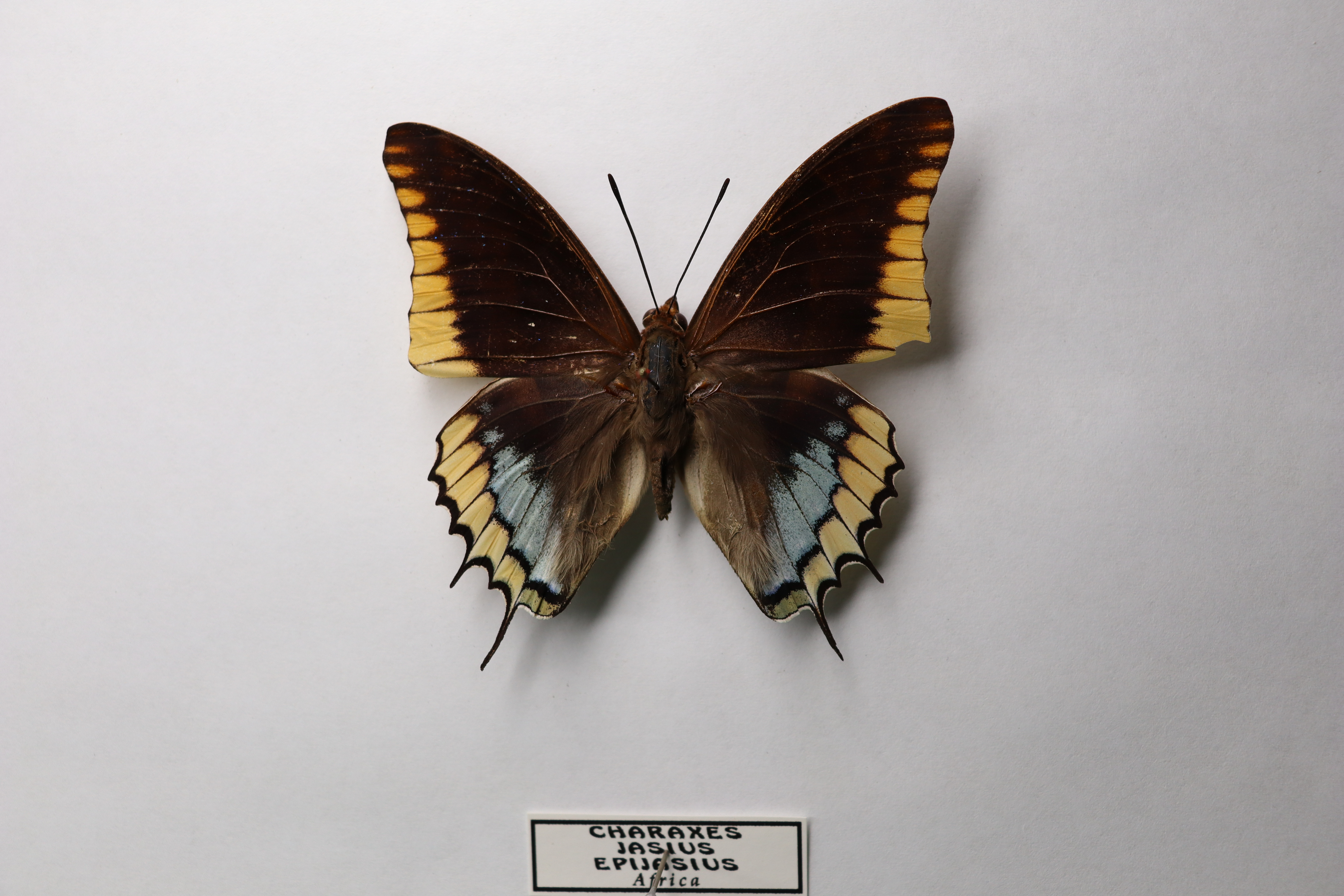 Charaxes jasius epijasius Africa