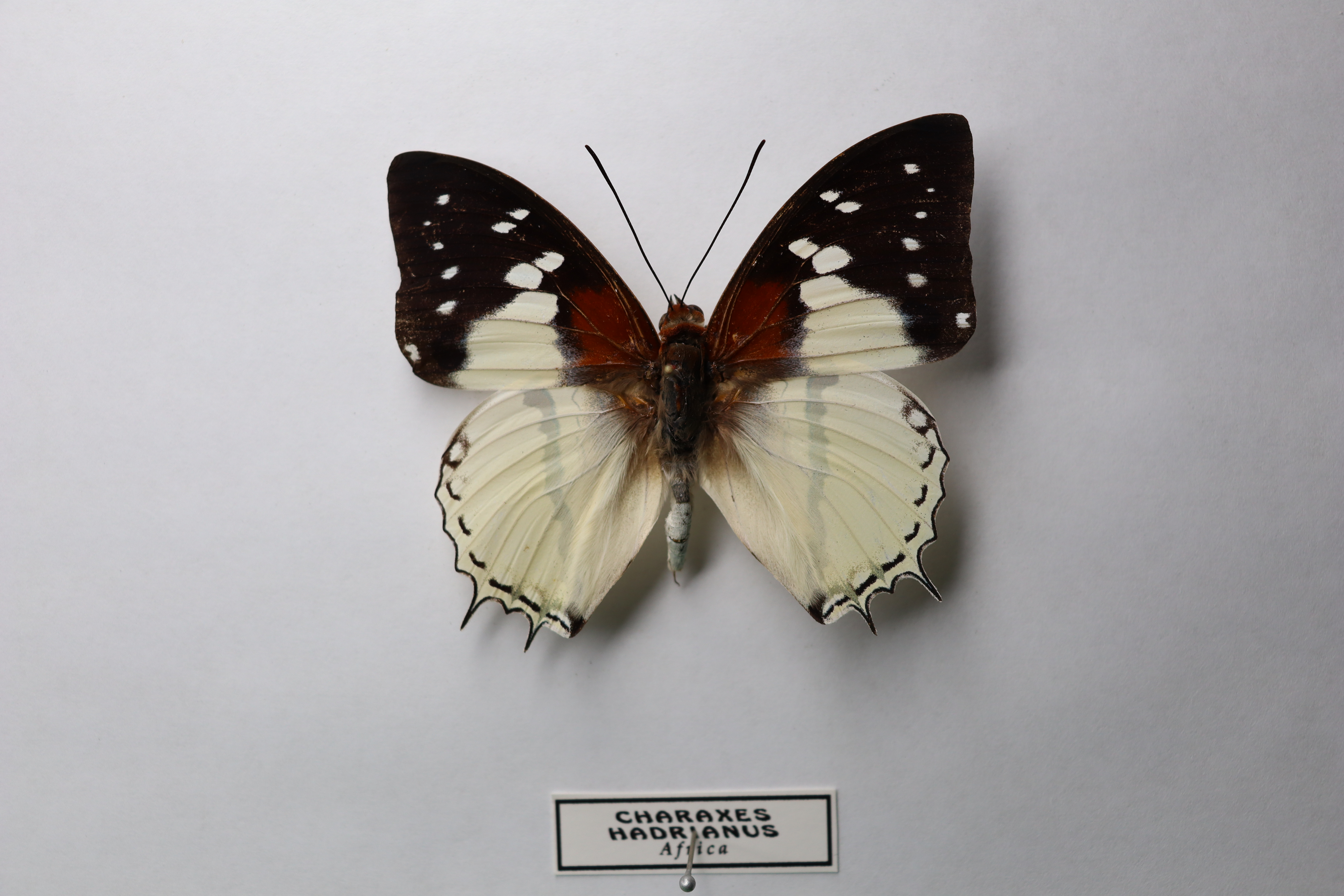 Charaxes Hadrianus