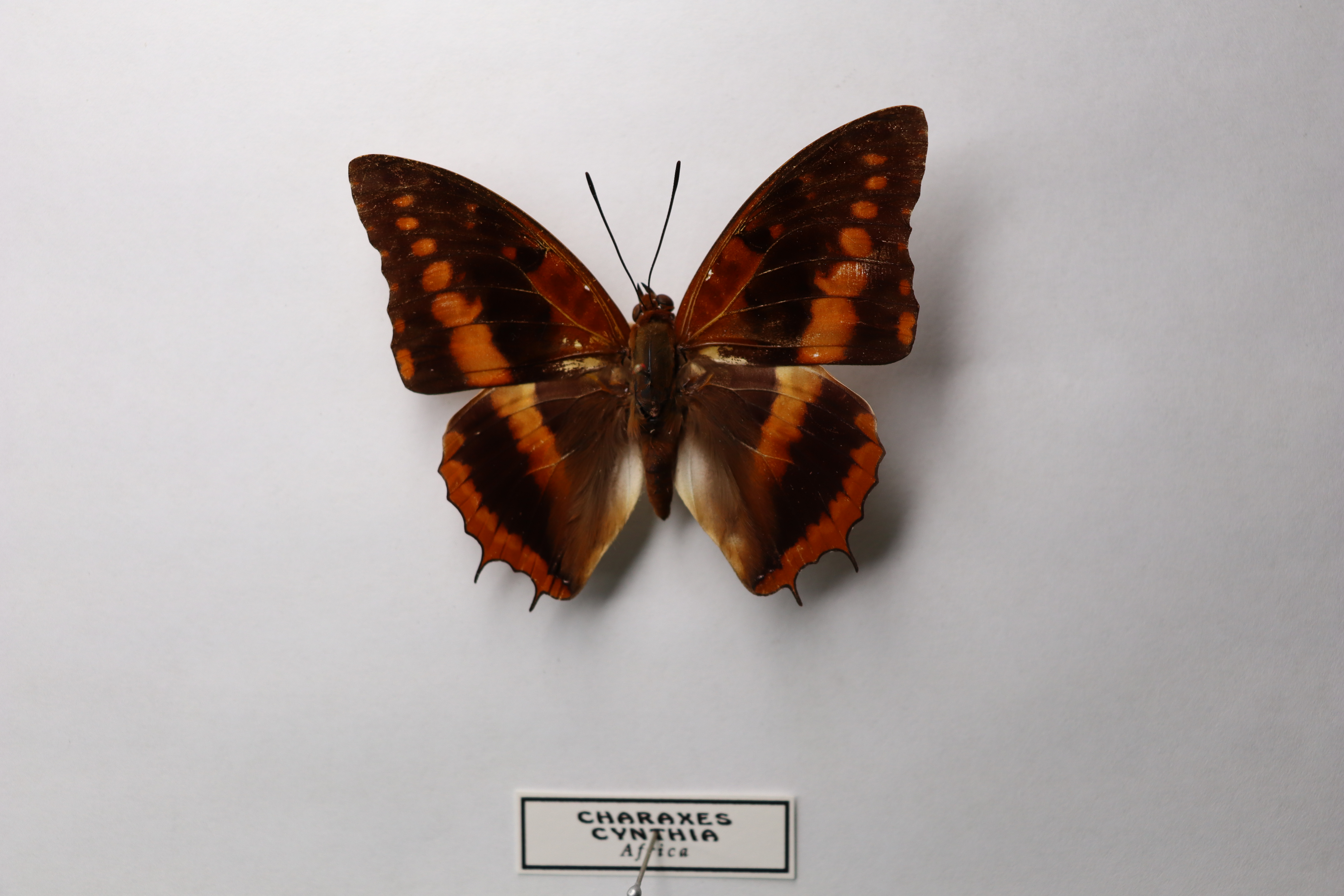 Charaxes cynthia africa