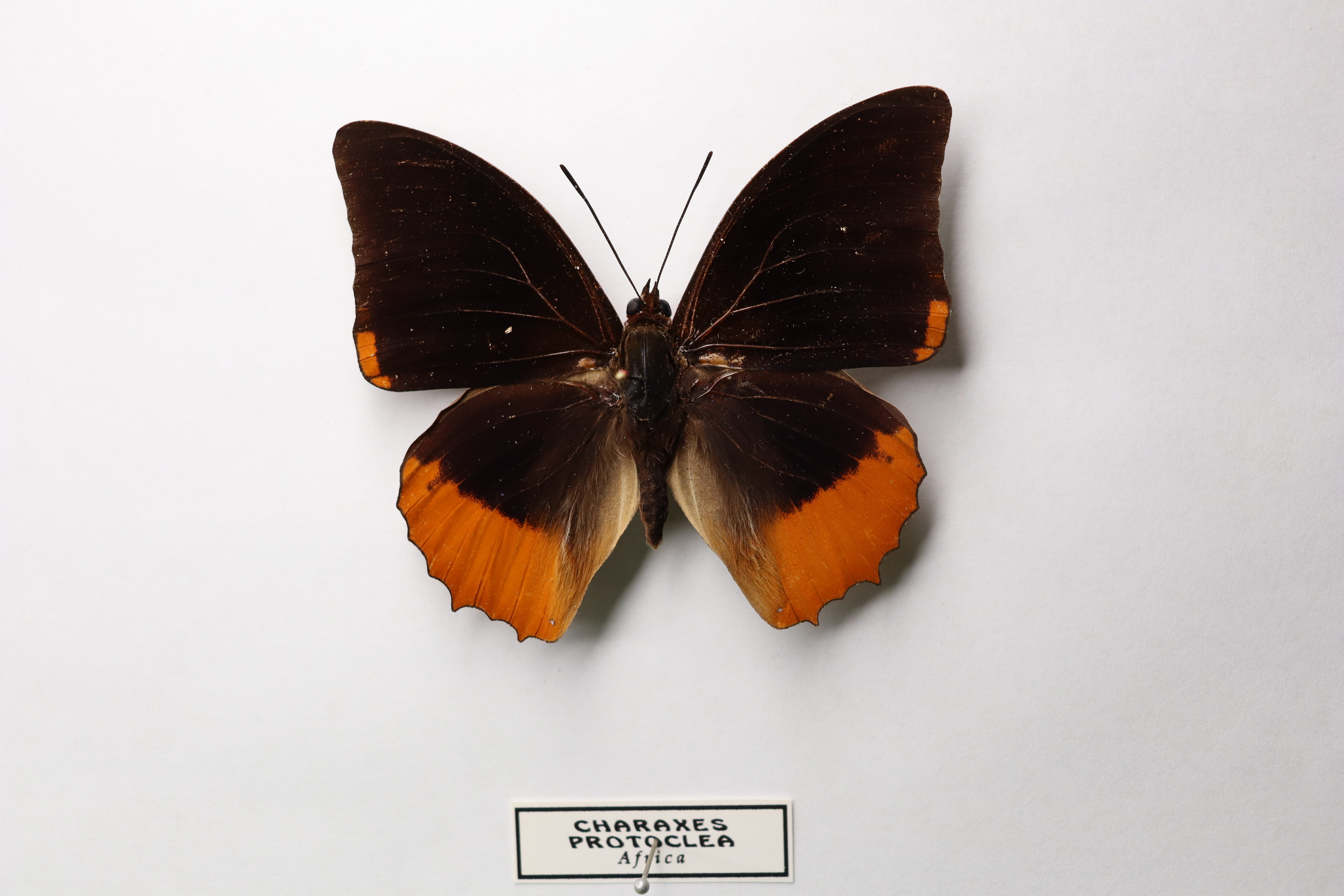 Charaxes protoclea