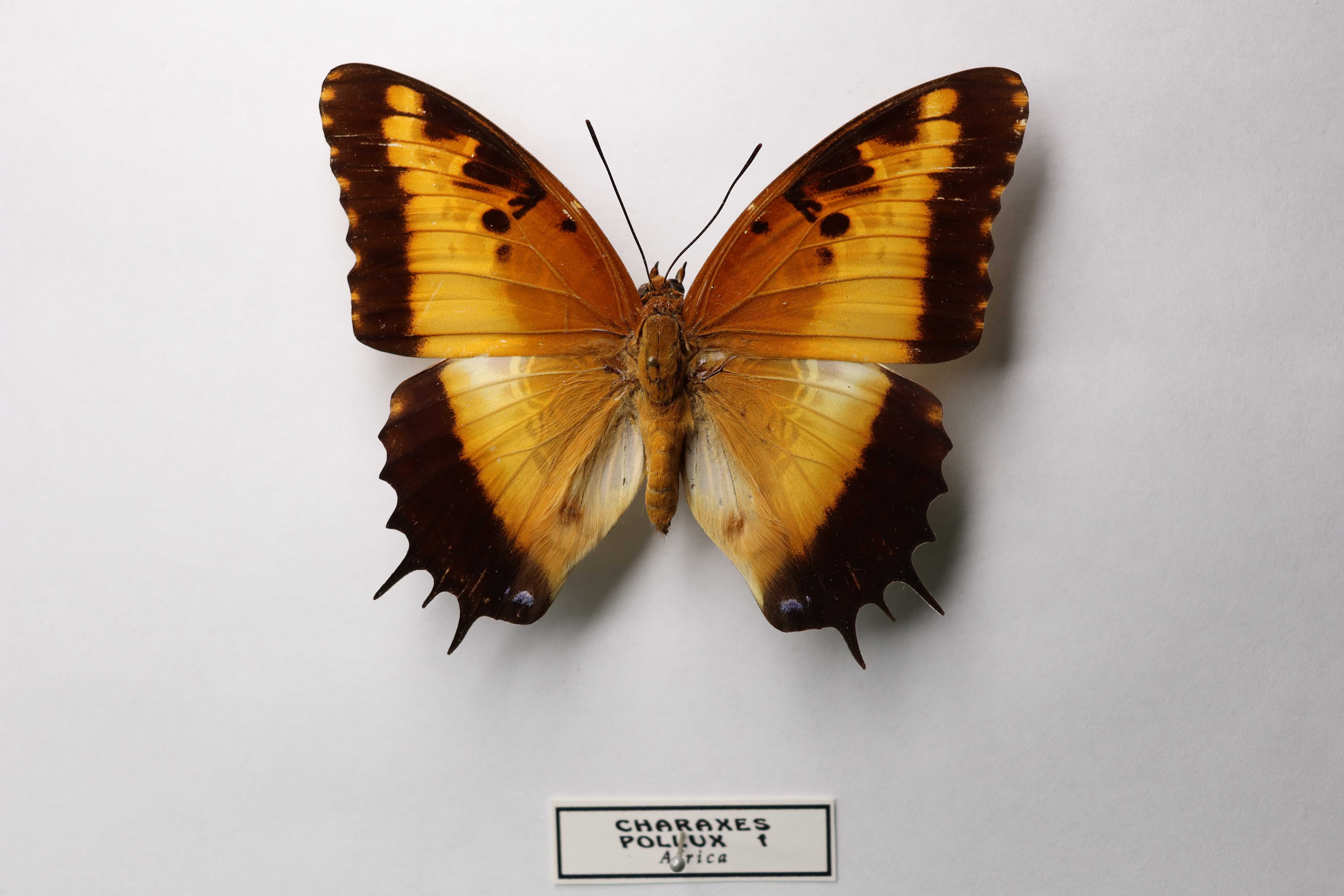 Charaxes pollux (известный как черноокаймленный харакс) 