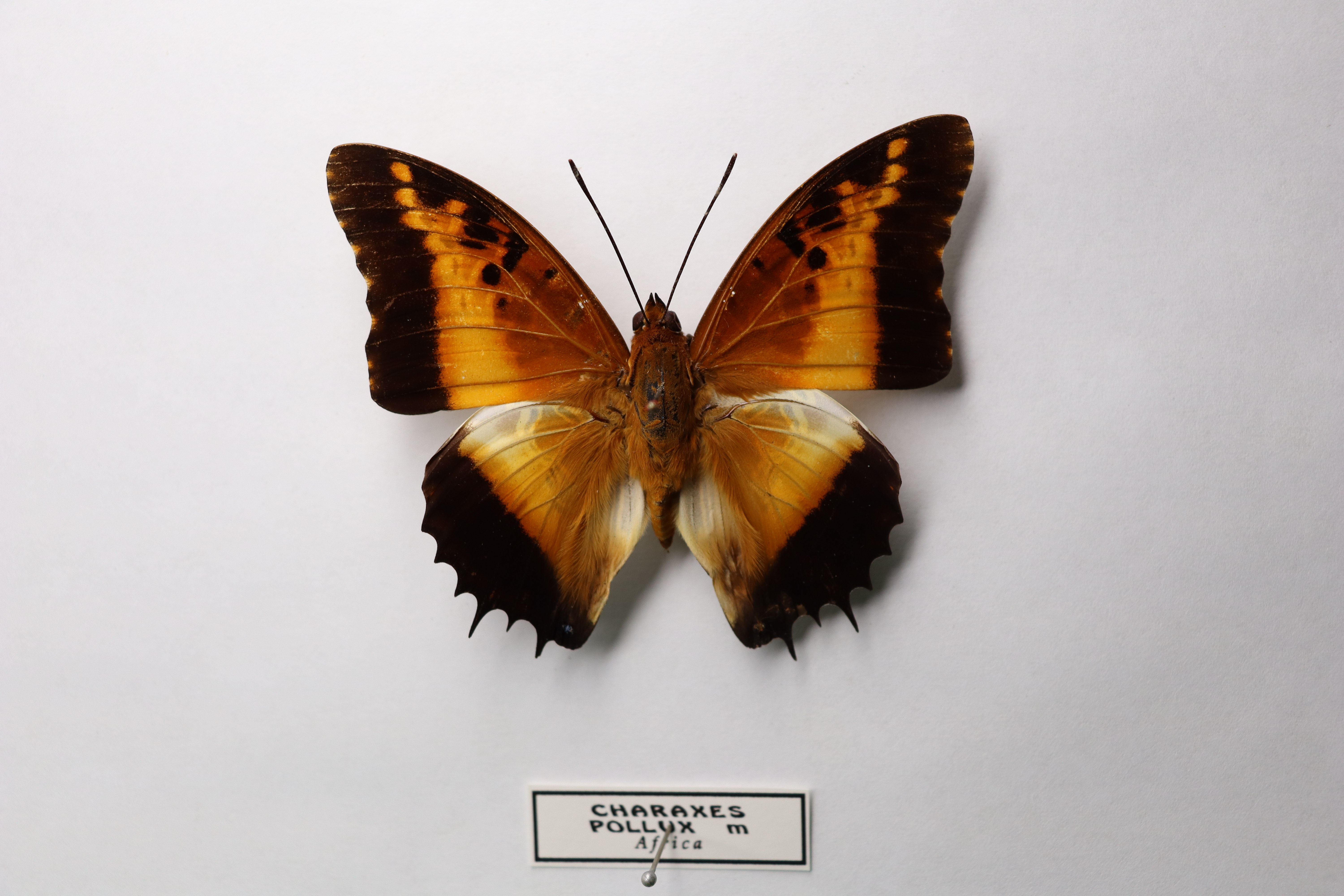 Сharaxes pollux