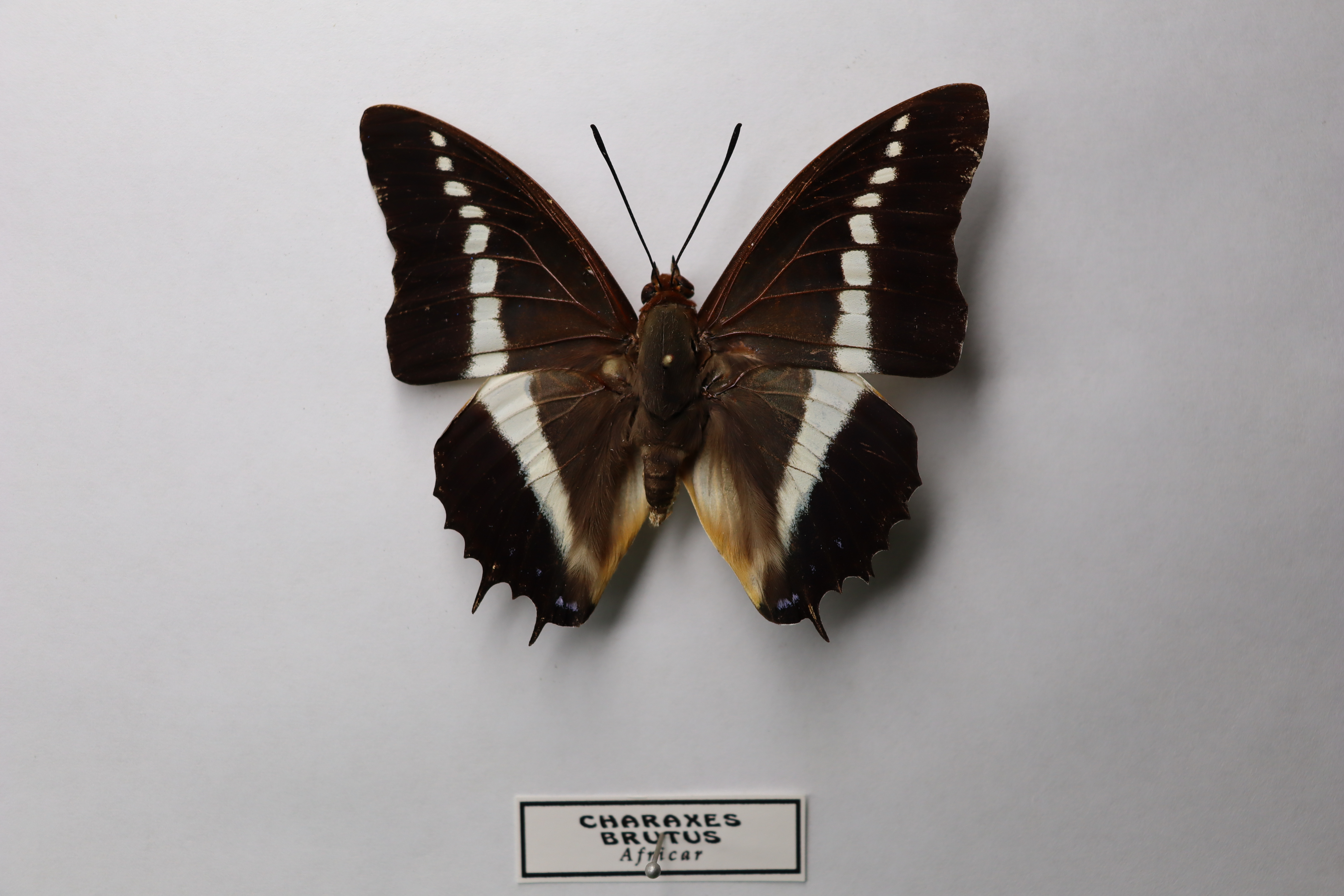 Charaxes brutus