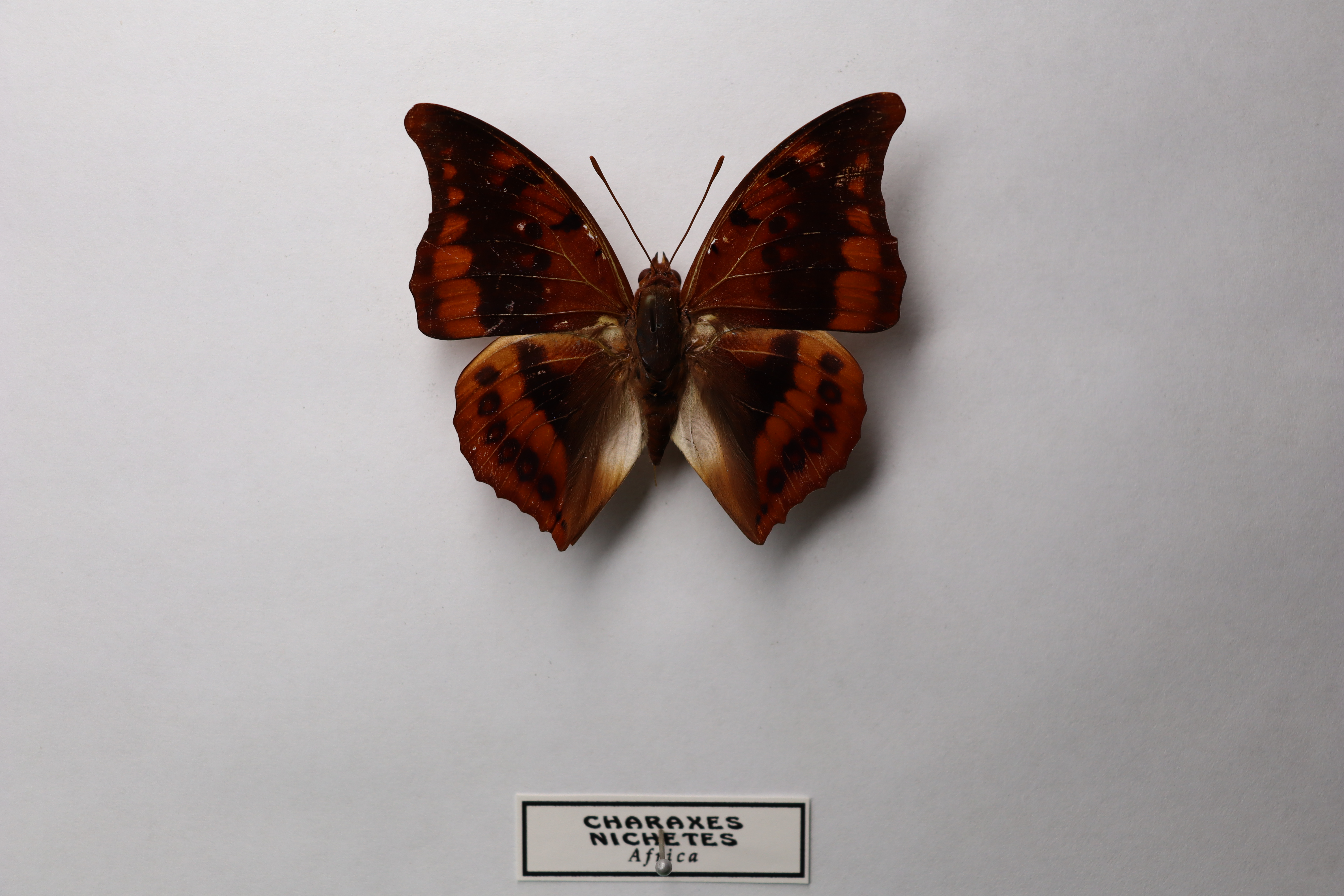 Charaxes nichetes