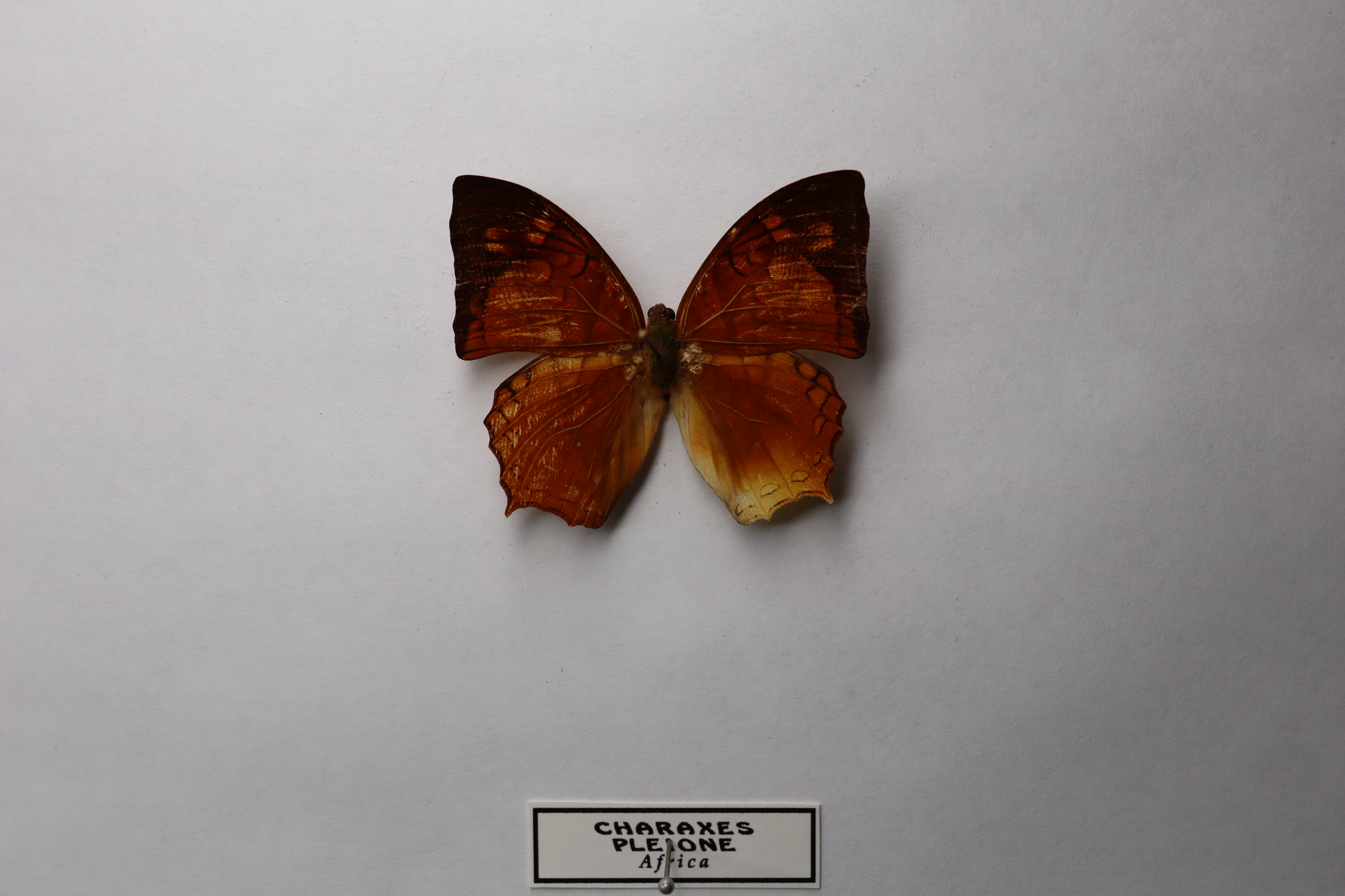 Charaxes pleione