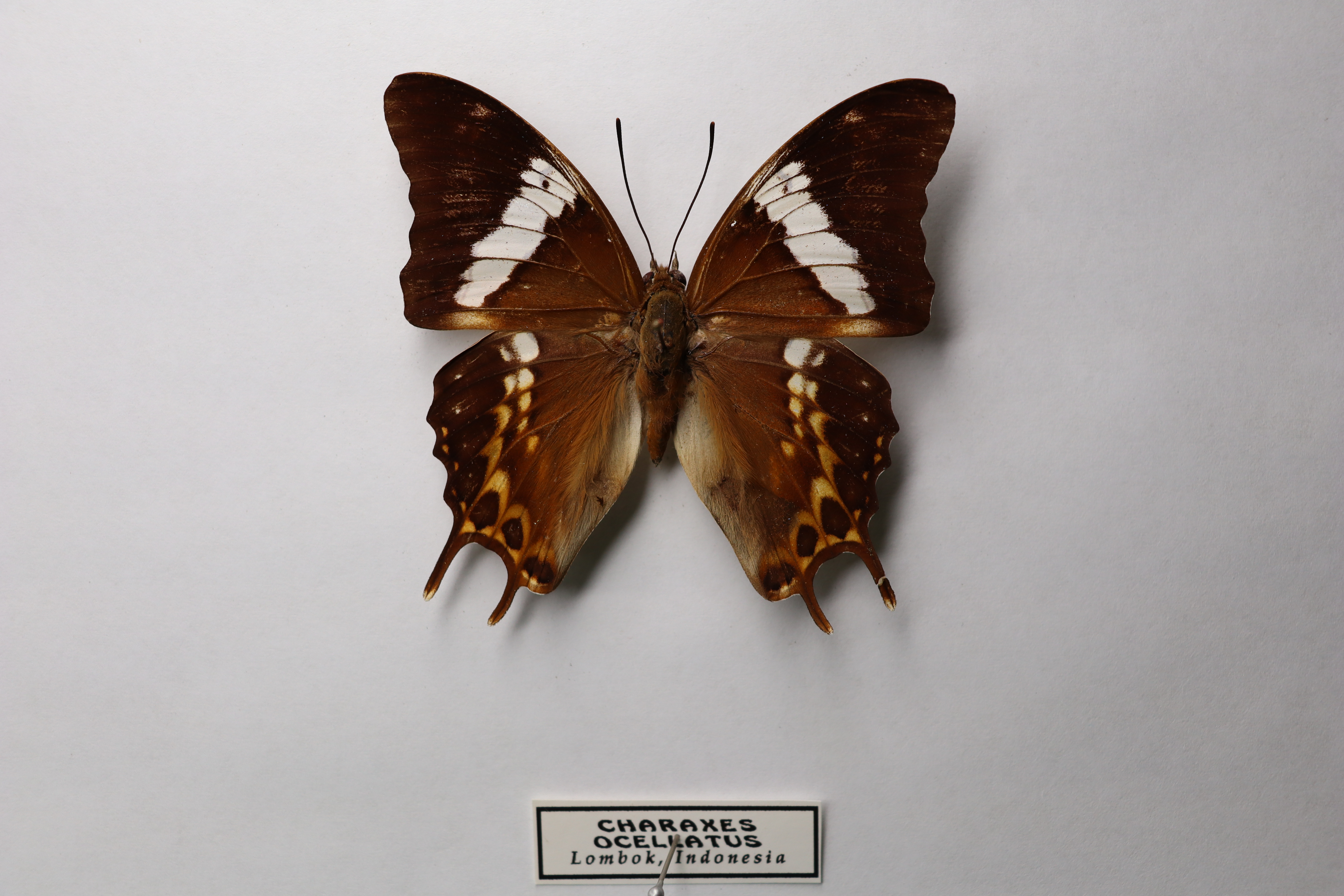 Charaxes ocellatus lombok indonesia