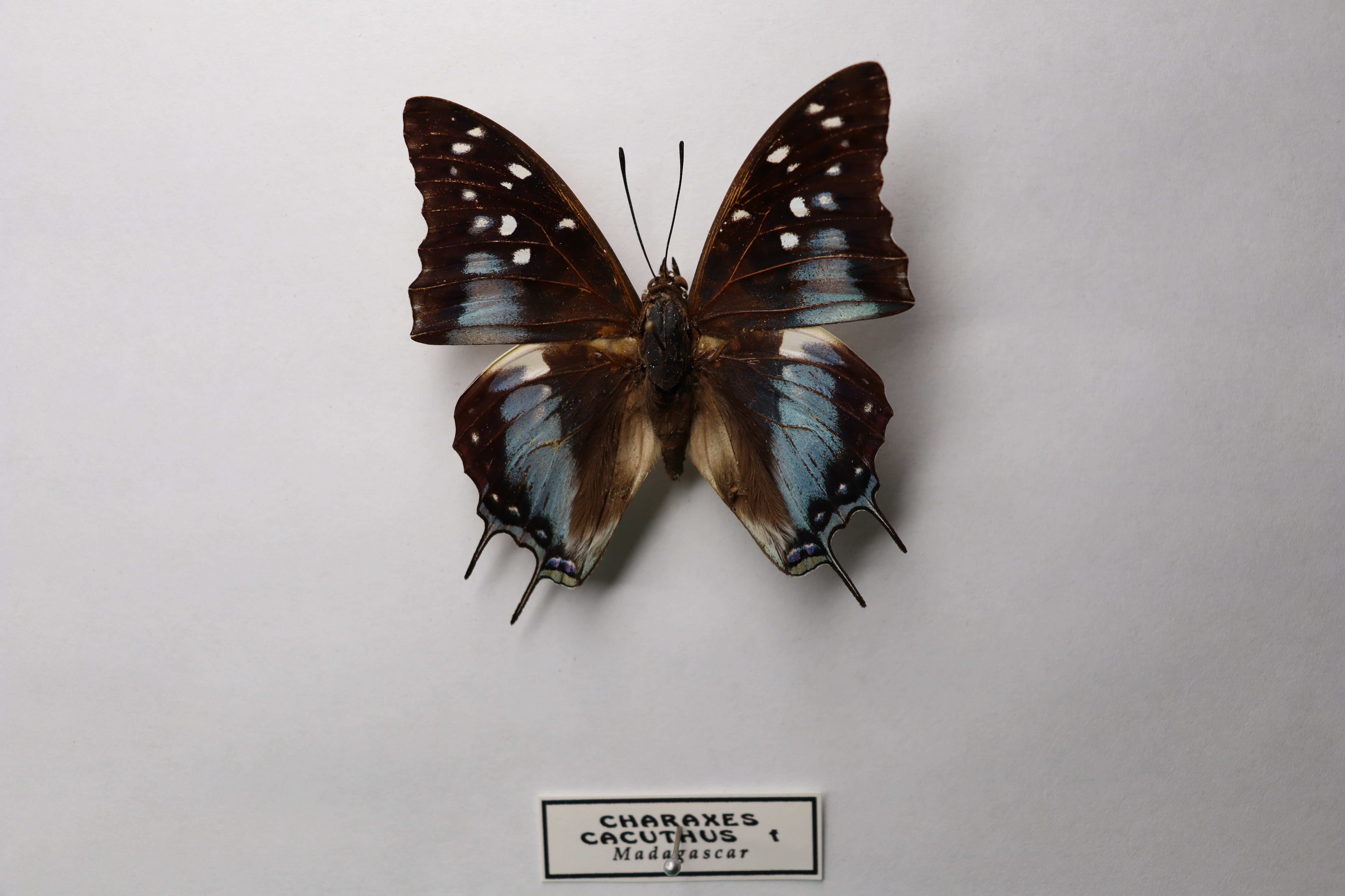Charaxes cacuthis