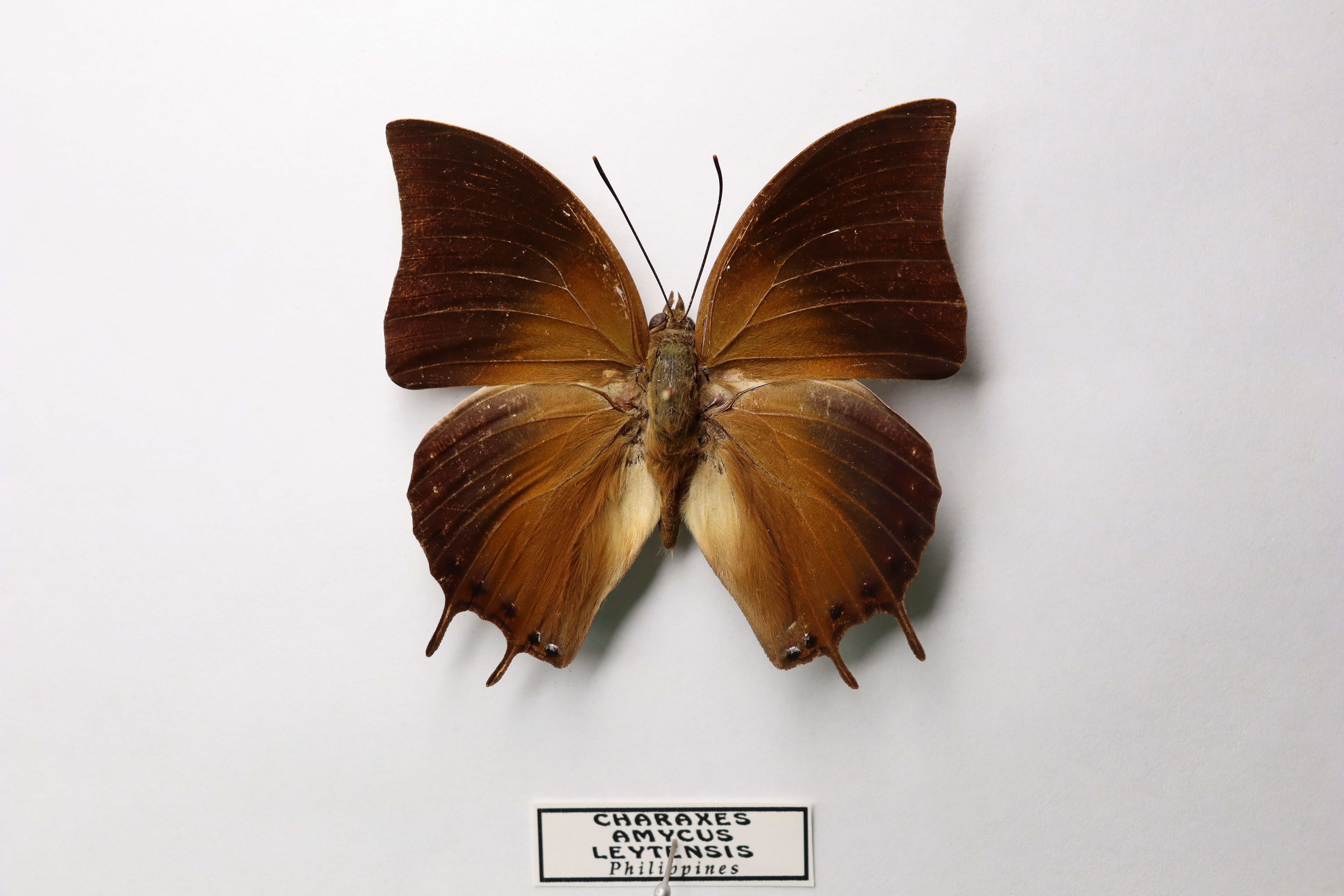 Charaxes amycus leytensis