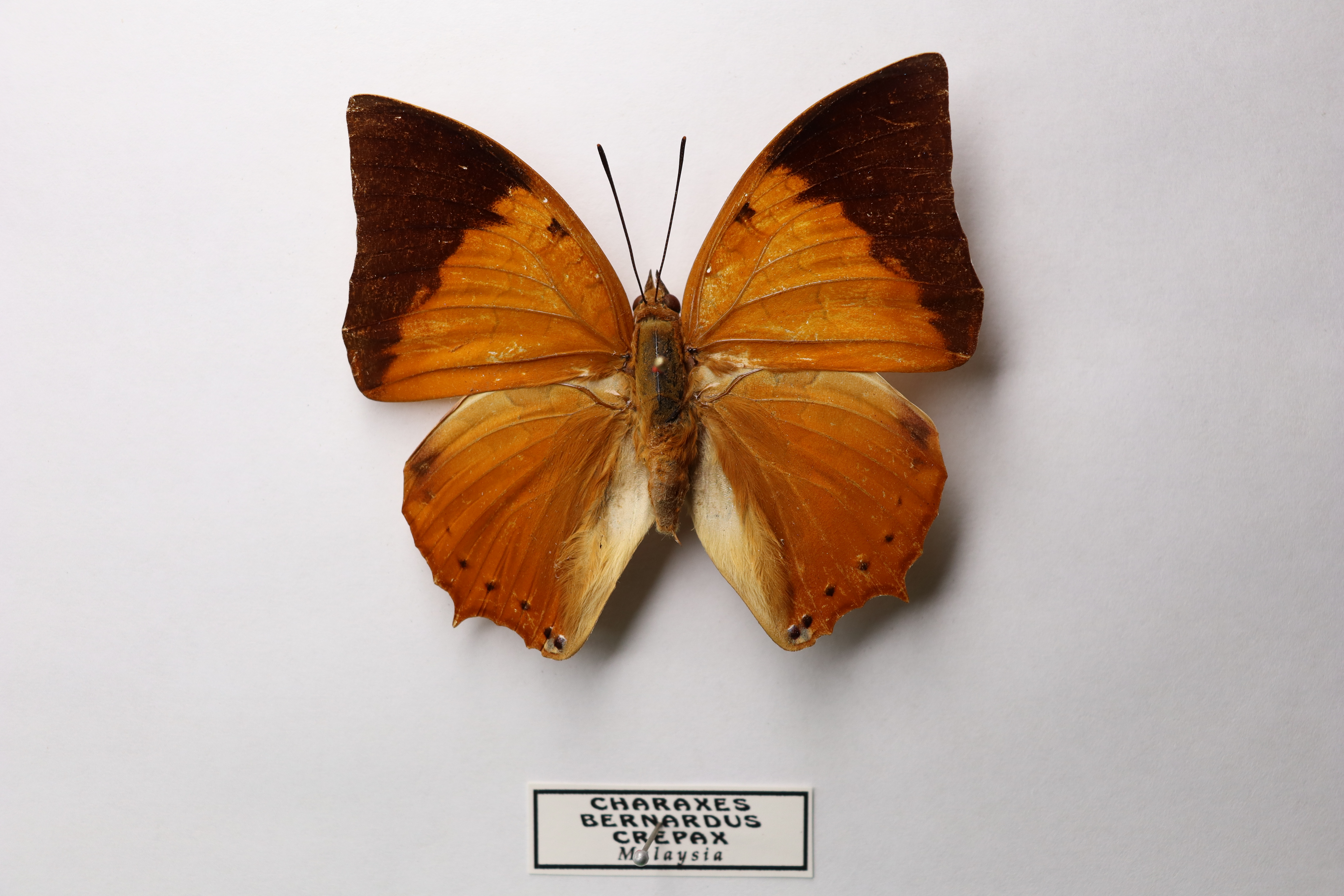 Charaxes bernardus crepax