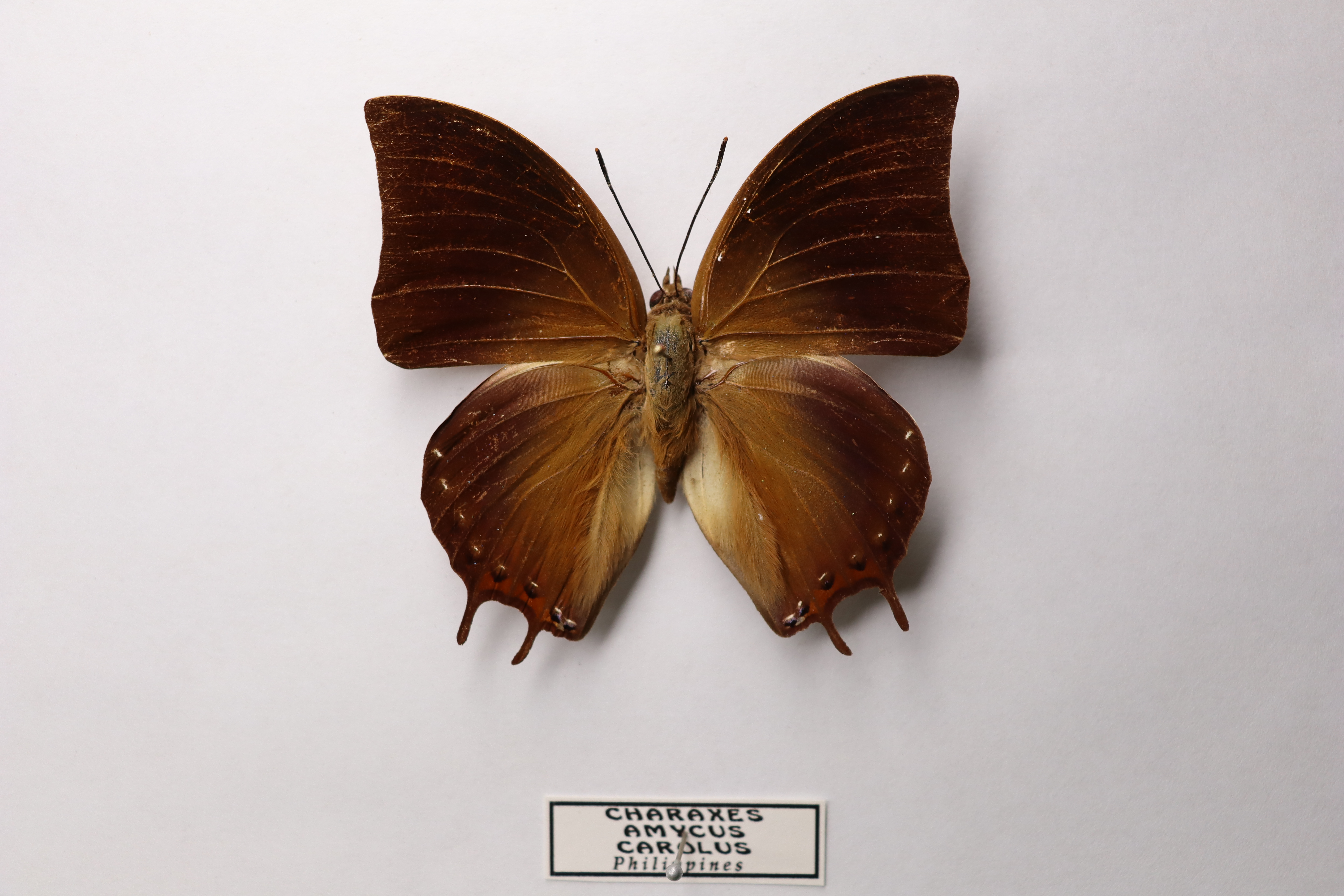 Charaxes amycus carolus