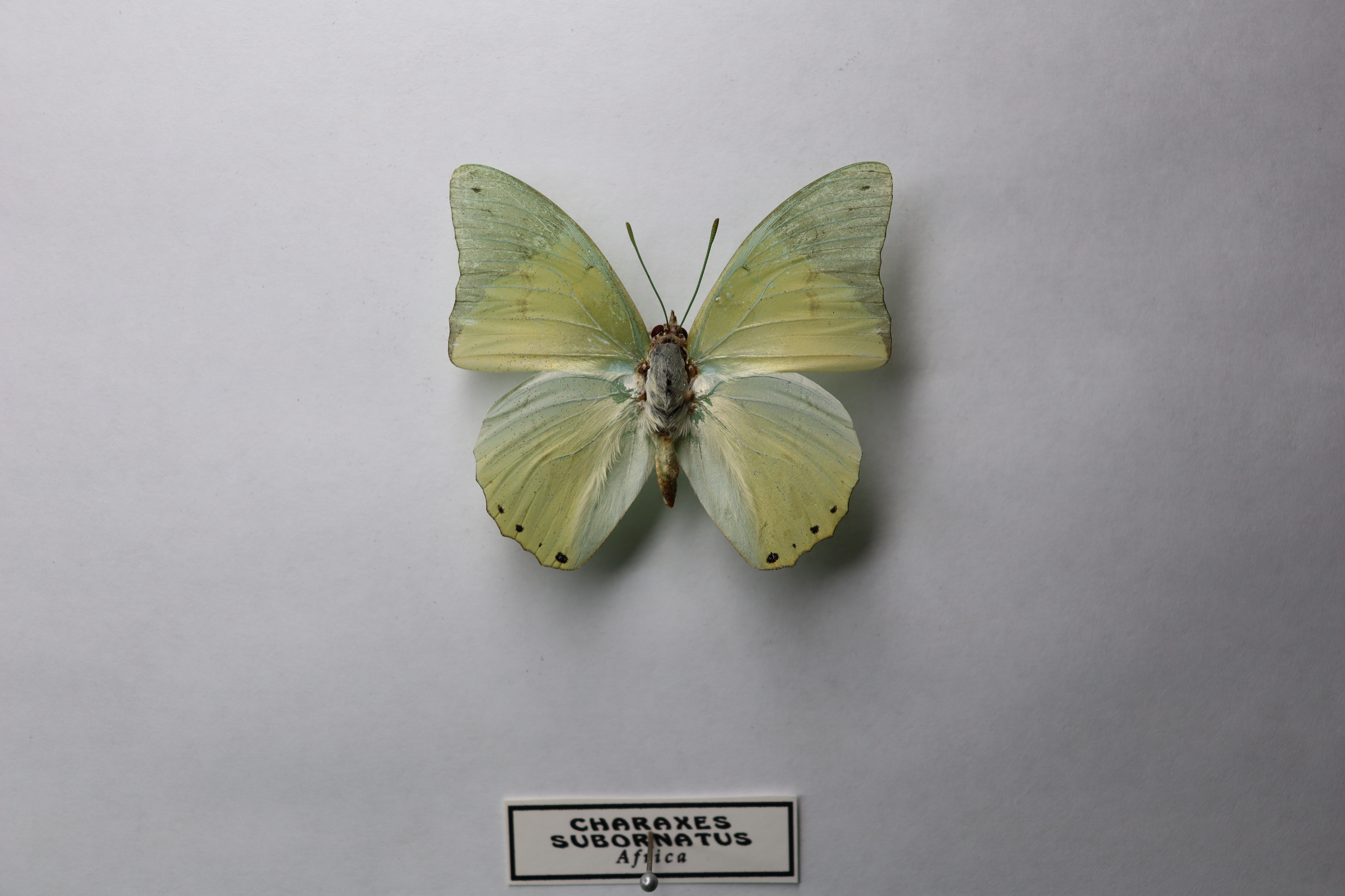 Charaxes subornatus
