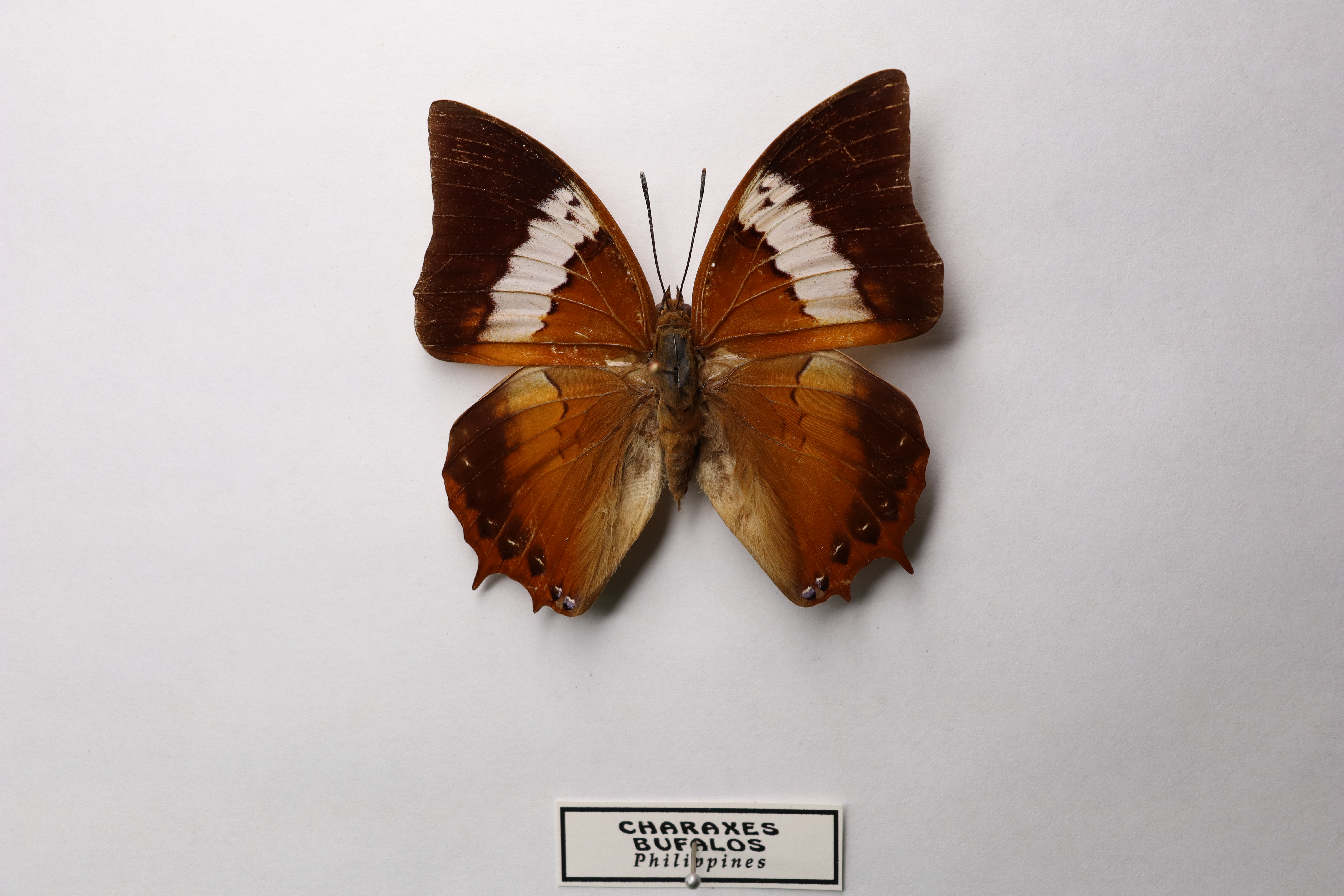 Charaxes bufalus 