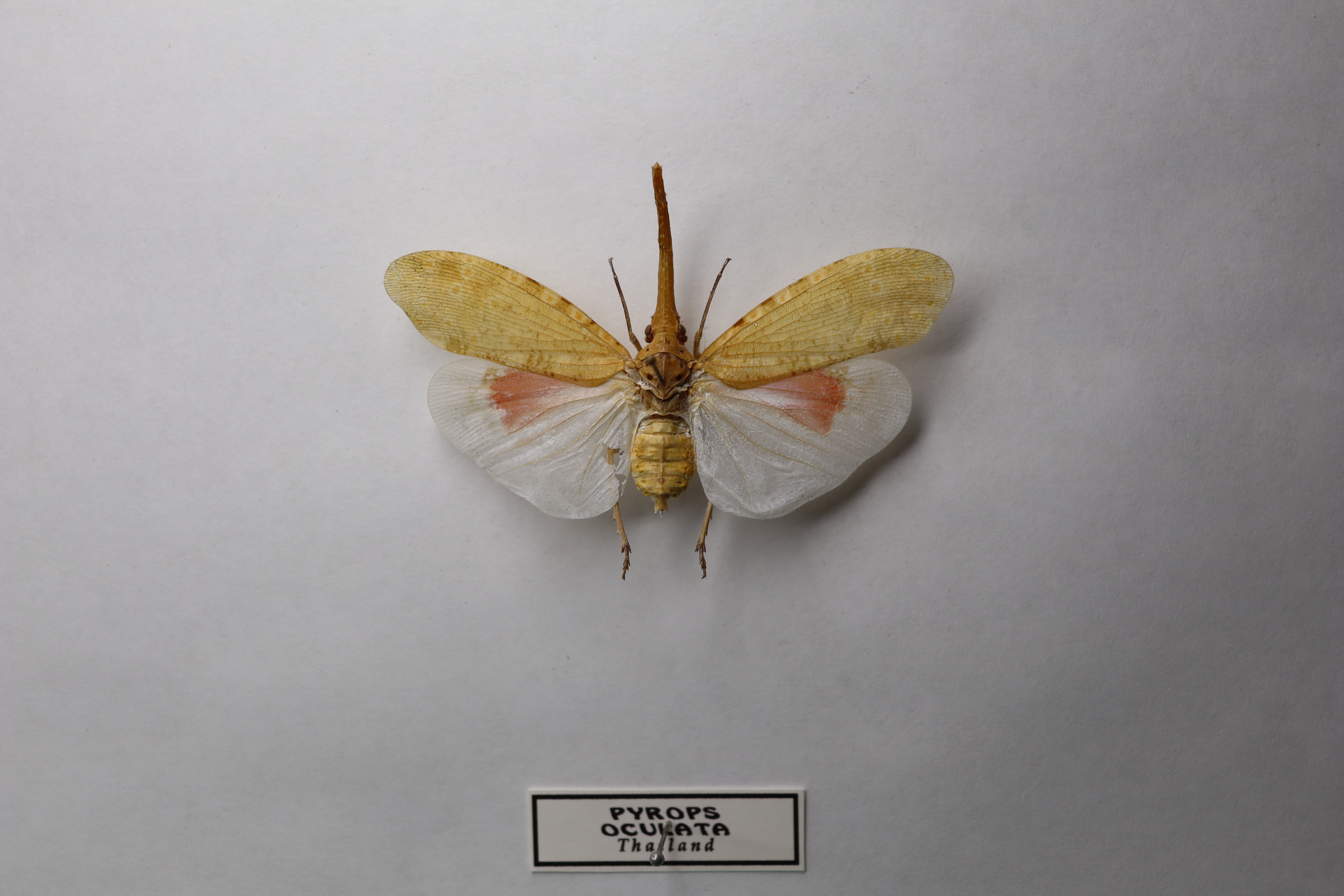 Pyrops oculata