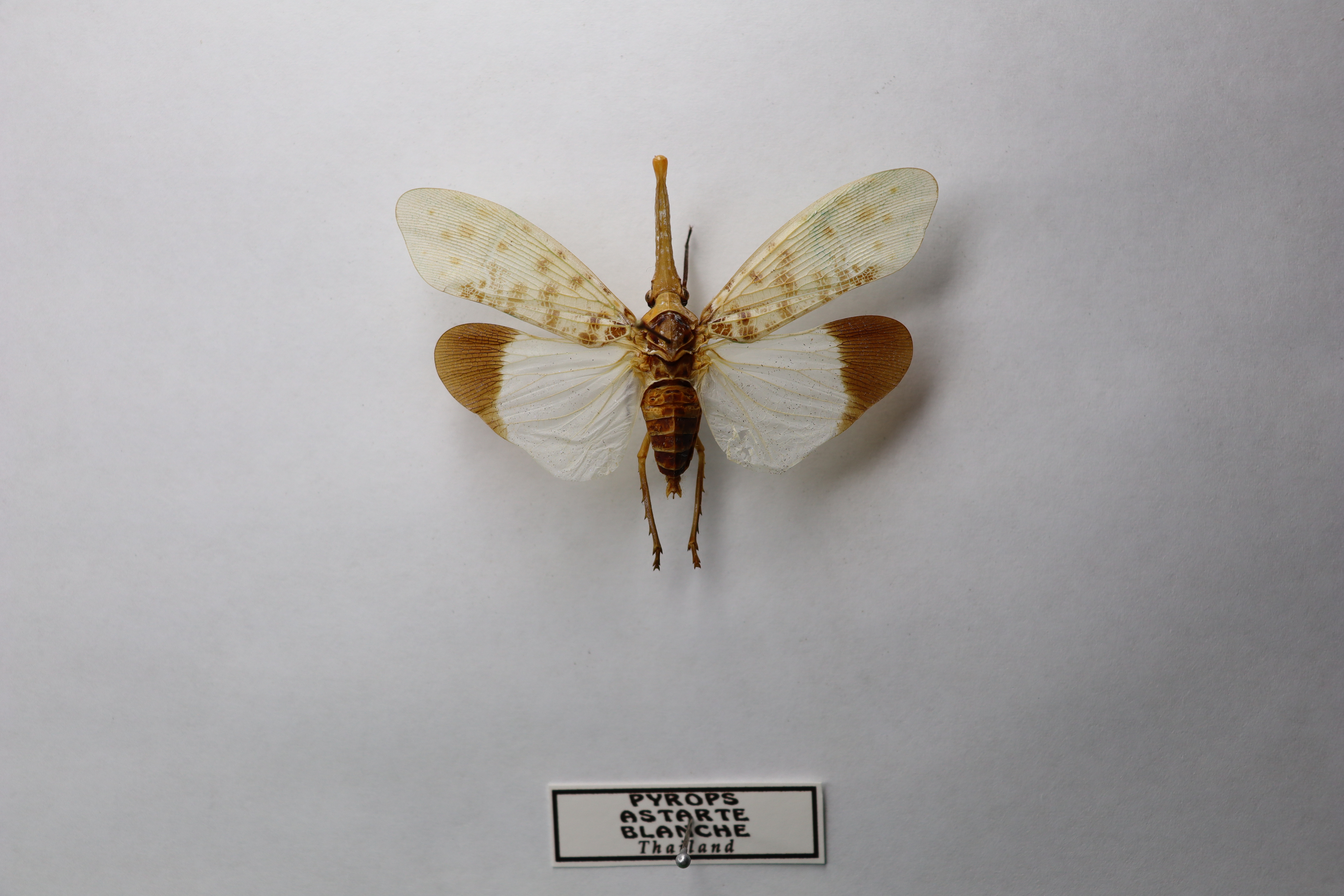 Pyrops astarte blanche Thailand