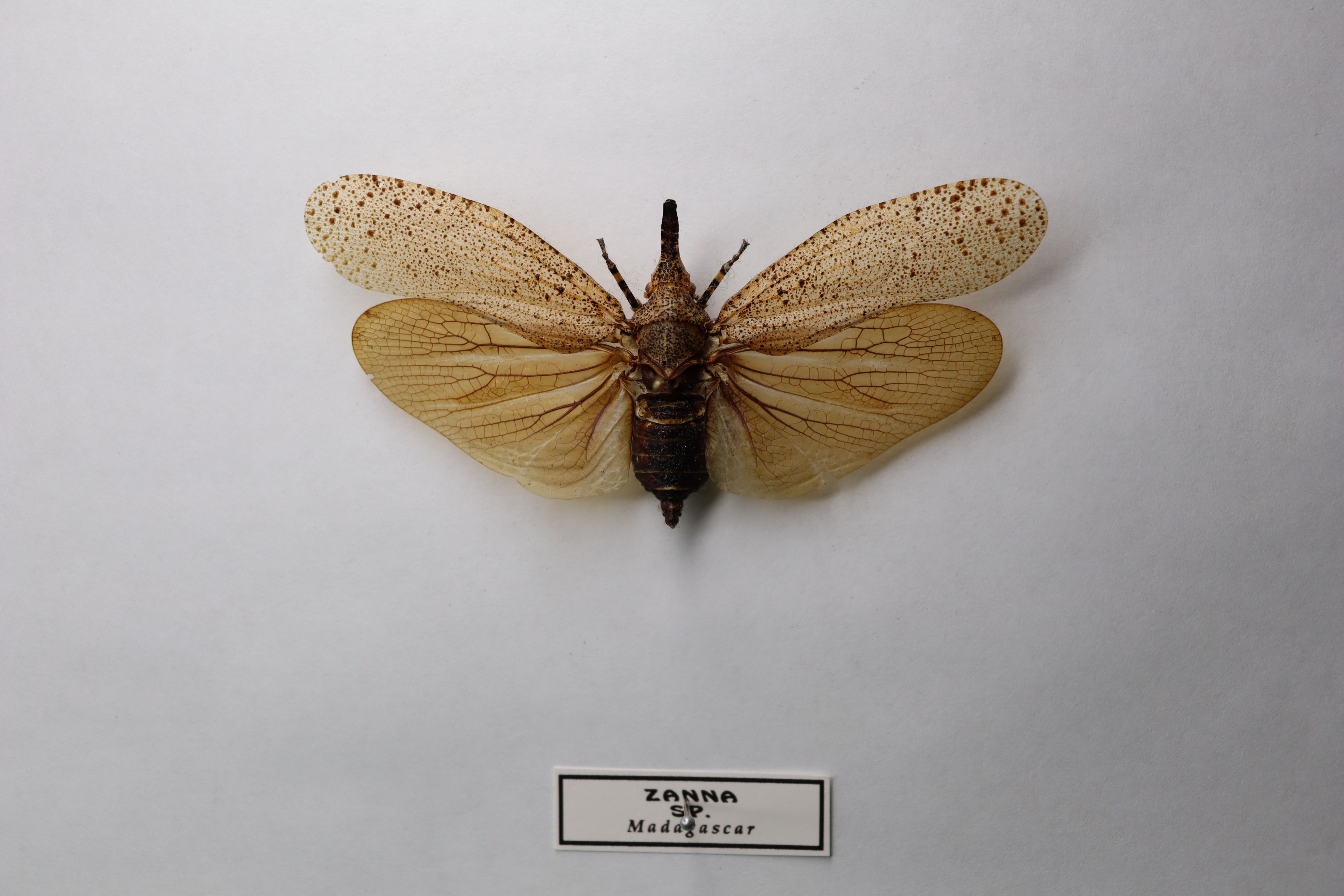 Zanna madagascariensis