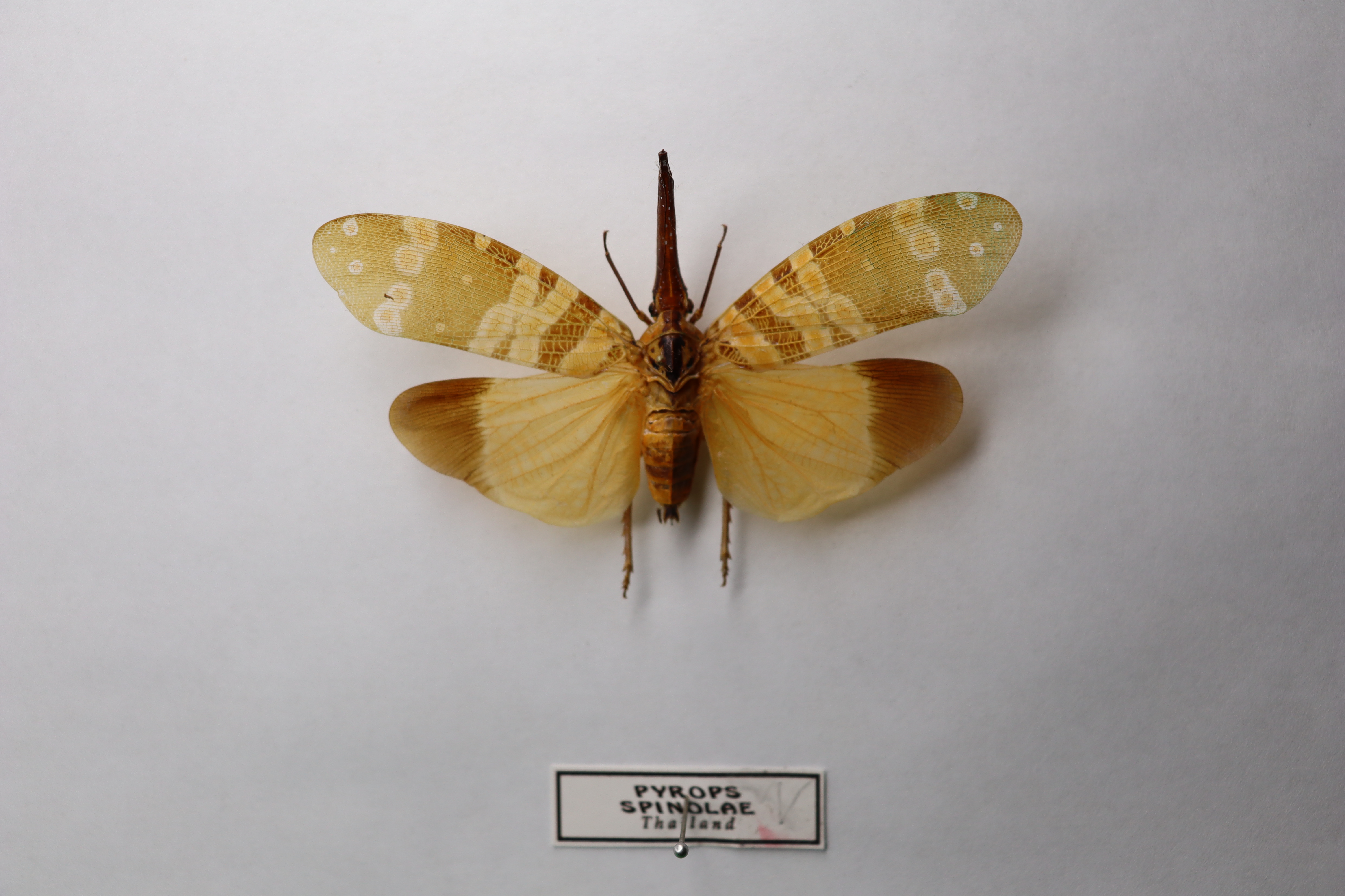 Pyrops spinolae