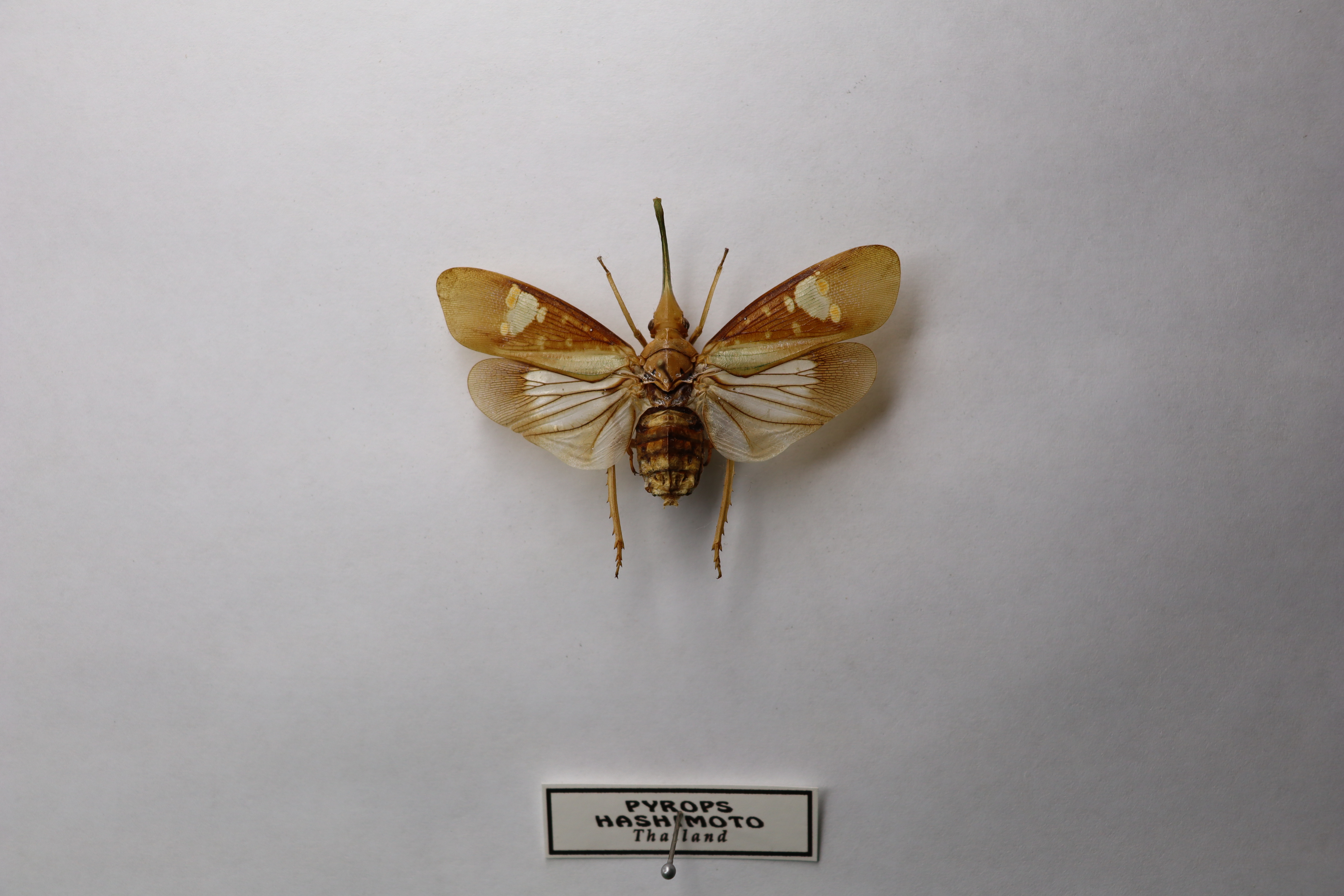 pyrops hashimoto