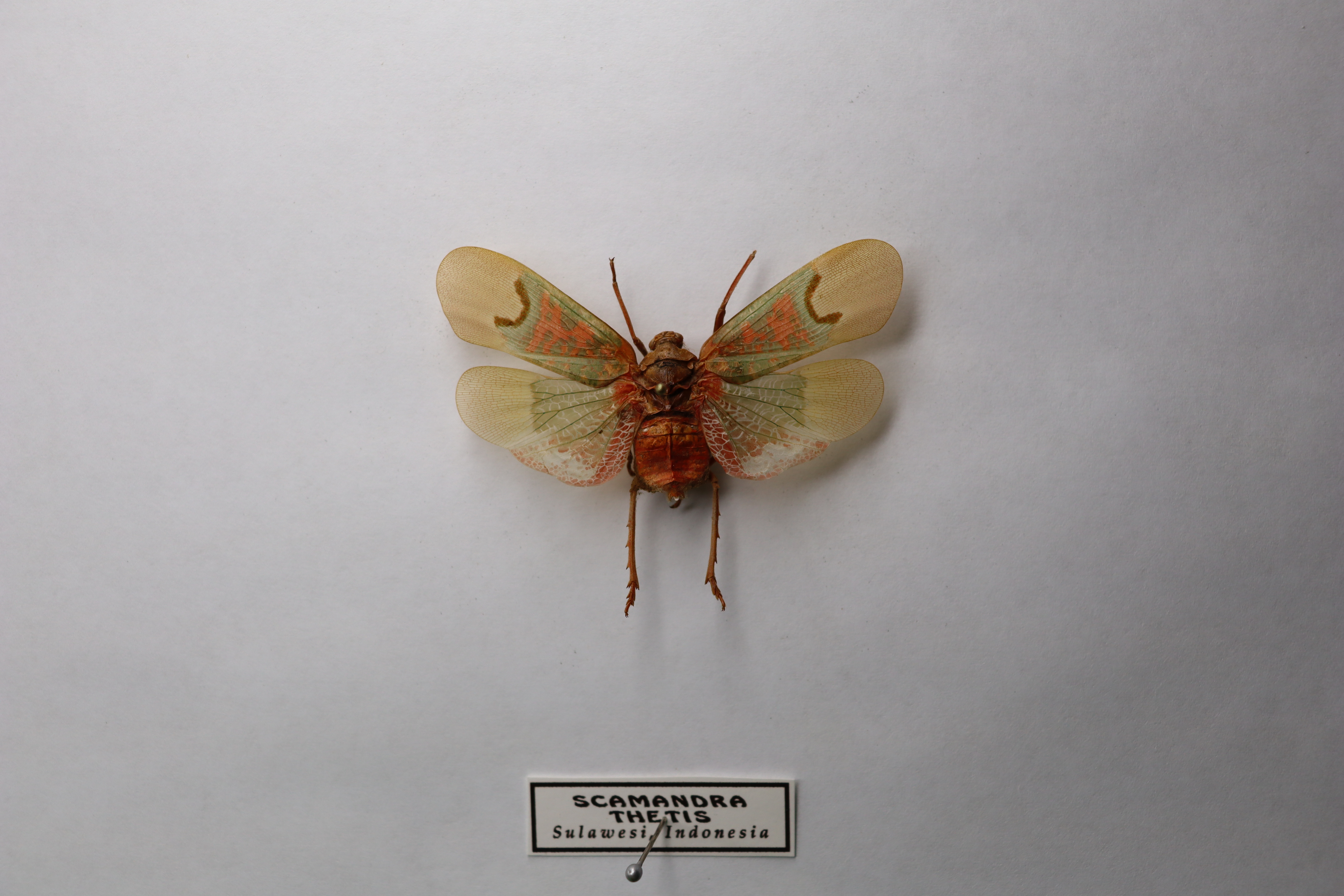 Scamandra thetis
