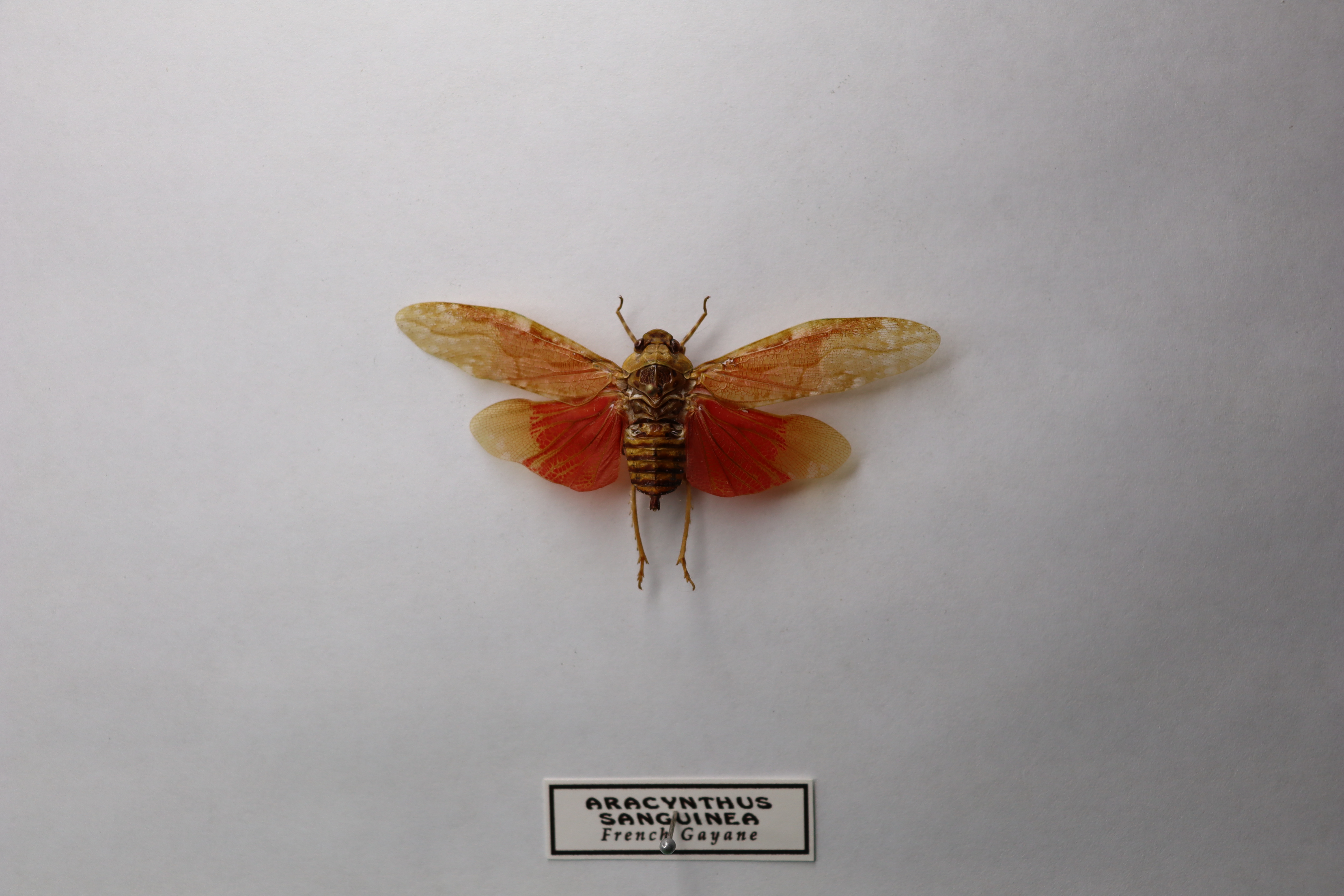 Aracynthus sanguineus 
