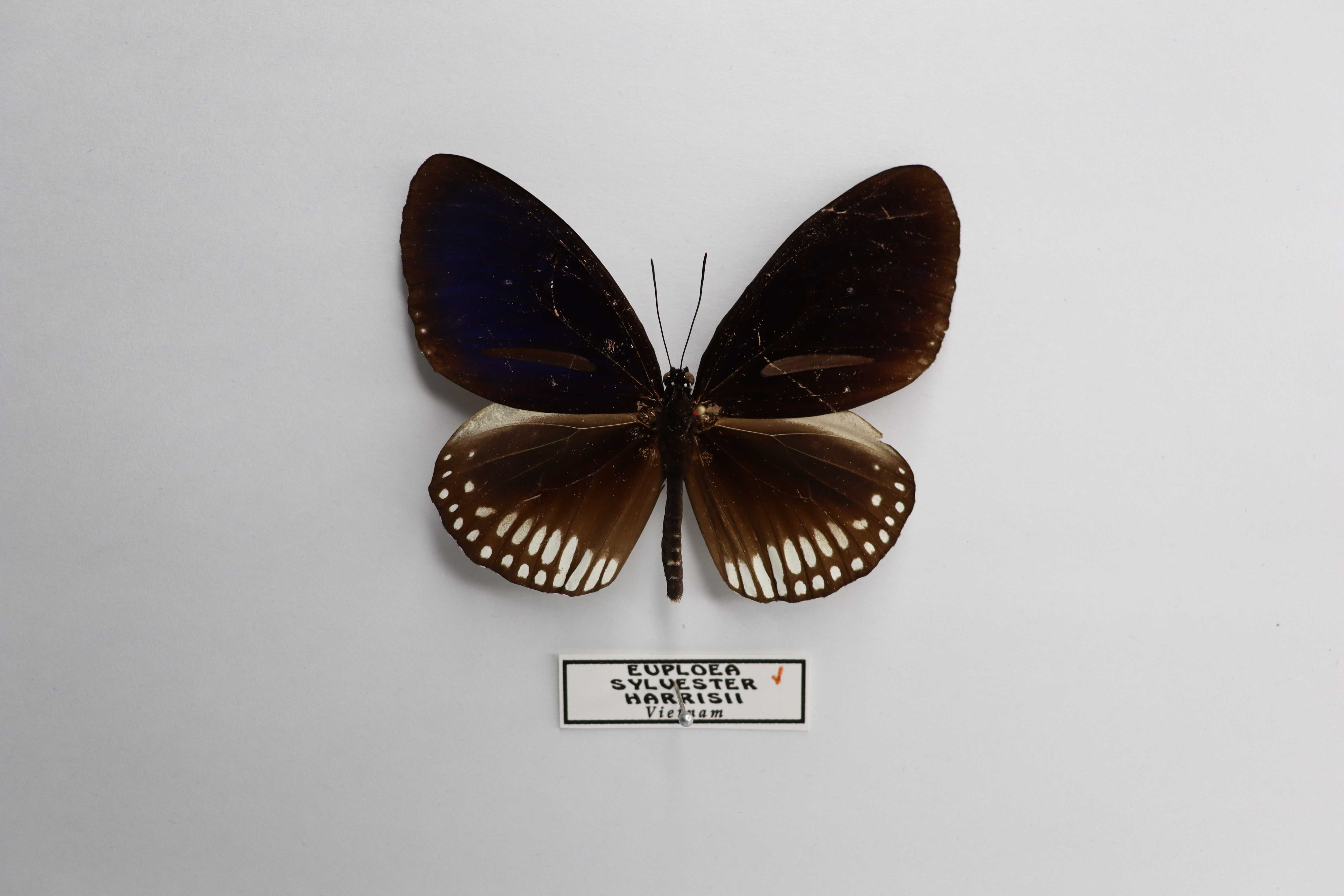 Euploea sylvester harrisii