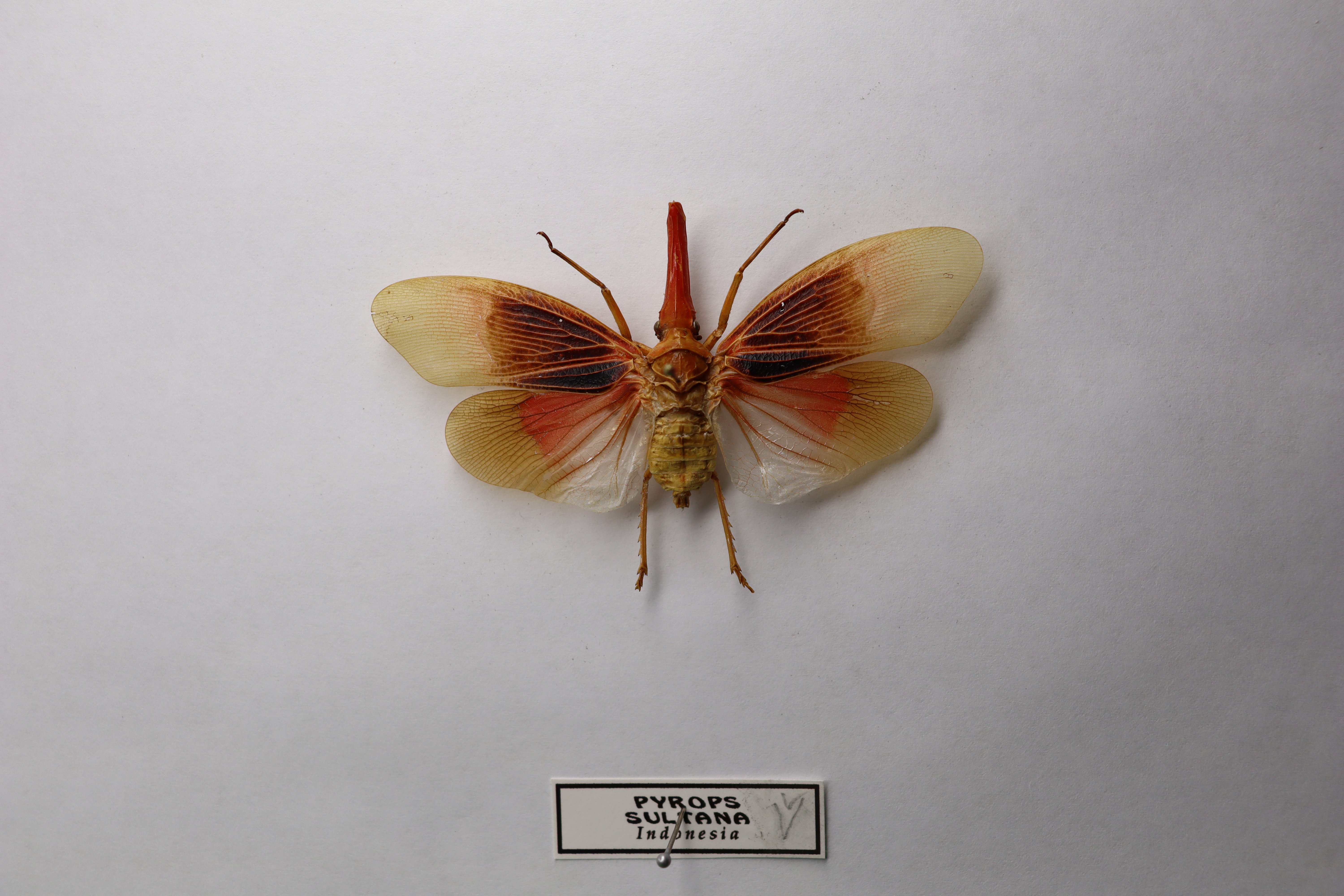 Pyrops sultana