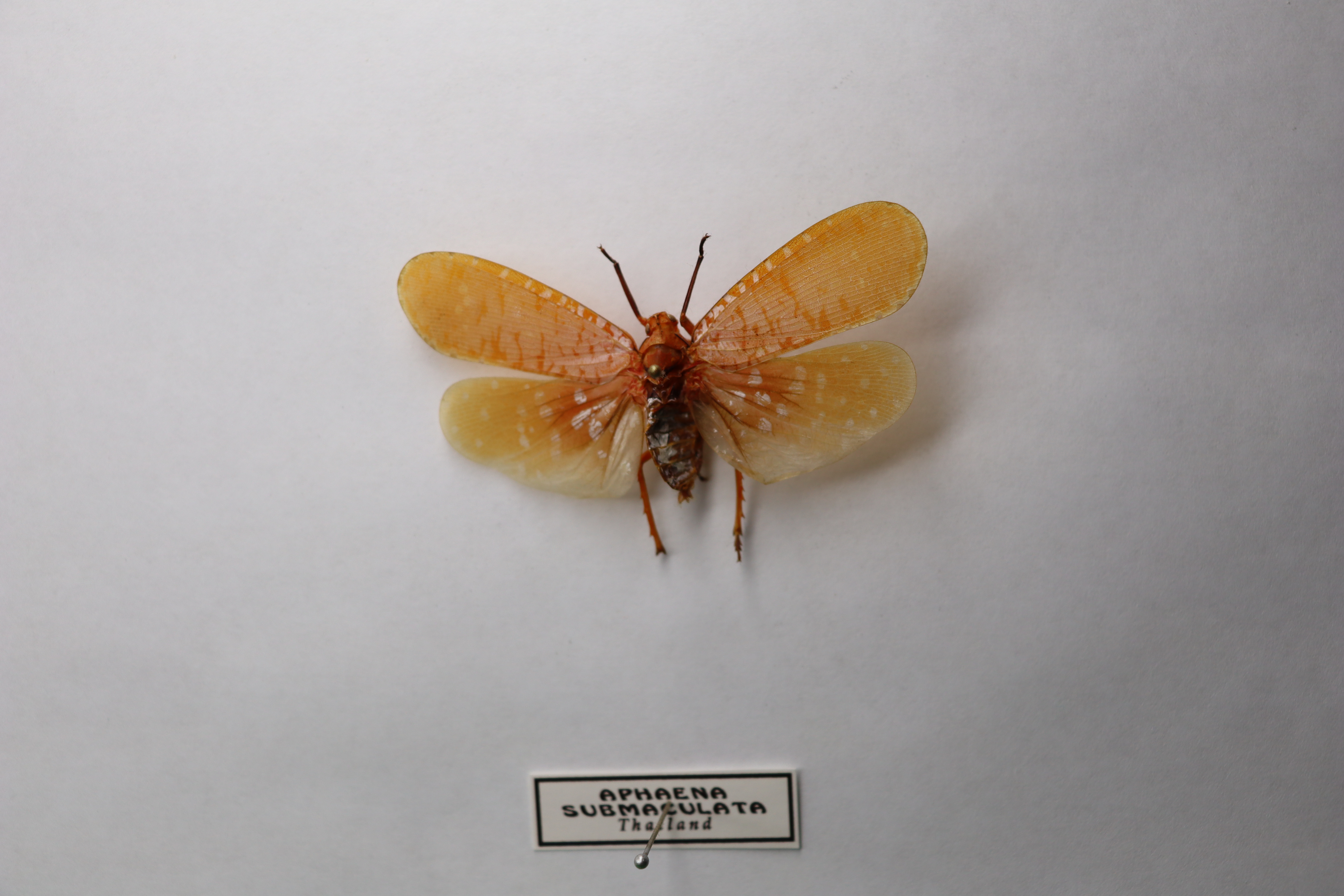 Aphaena submaculata