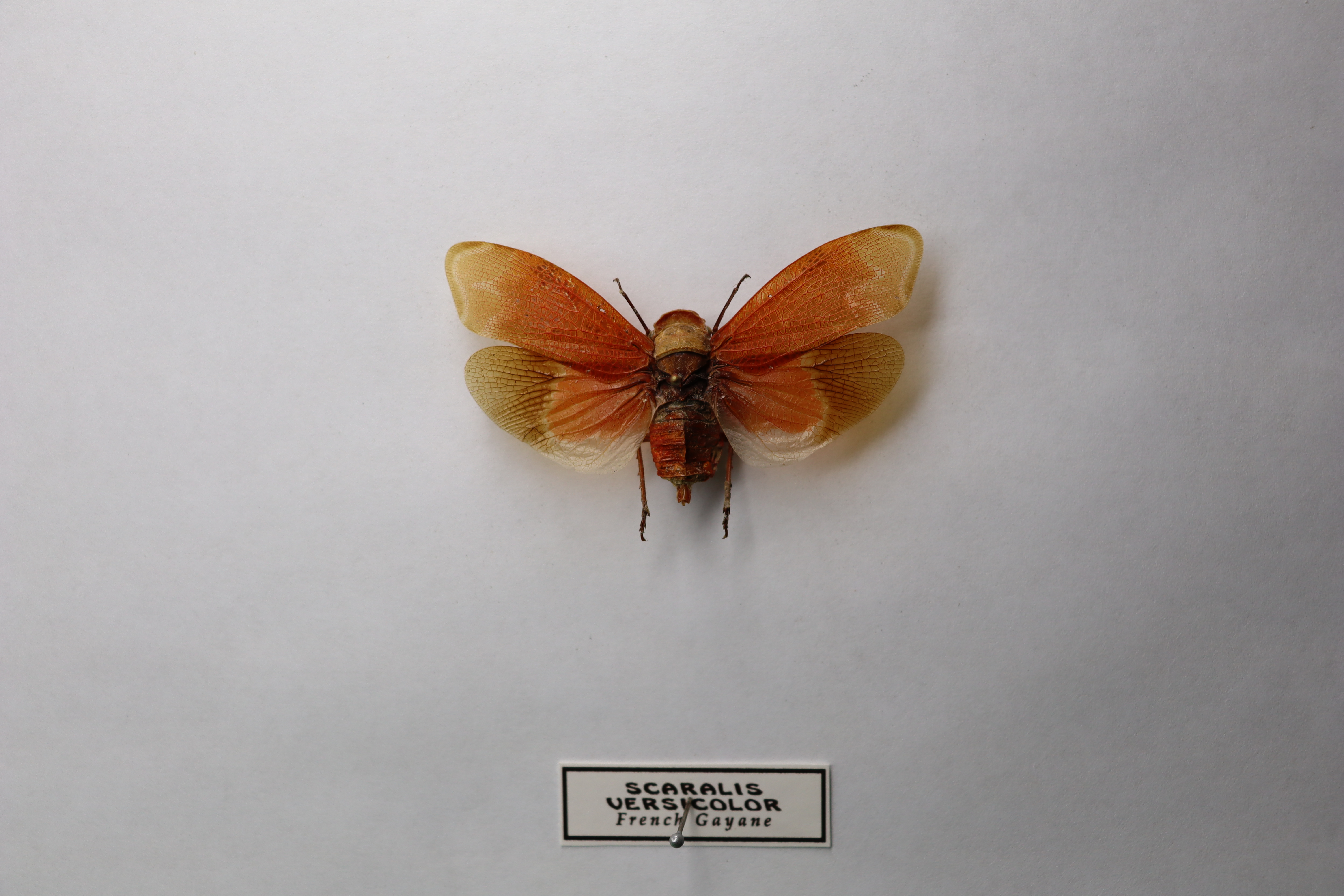 Scaralis versicolor