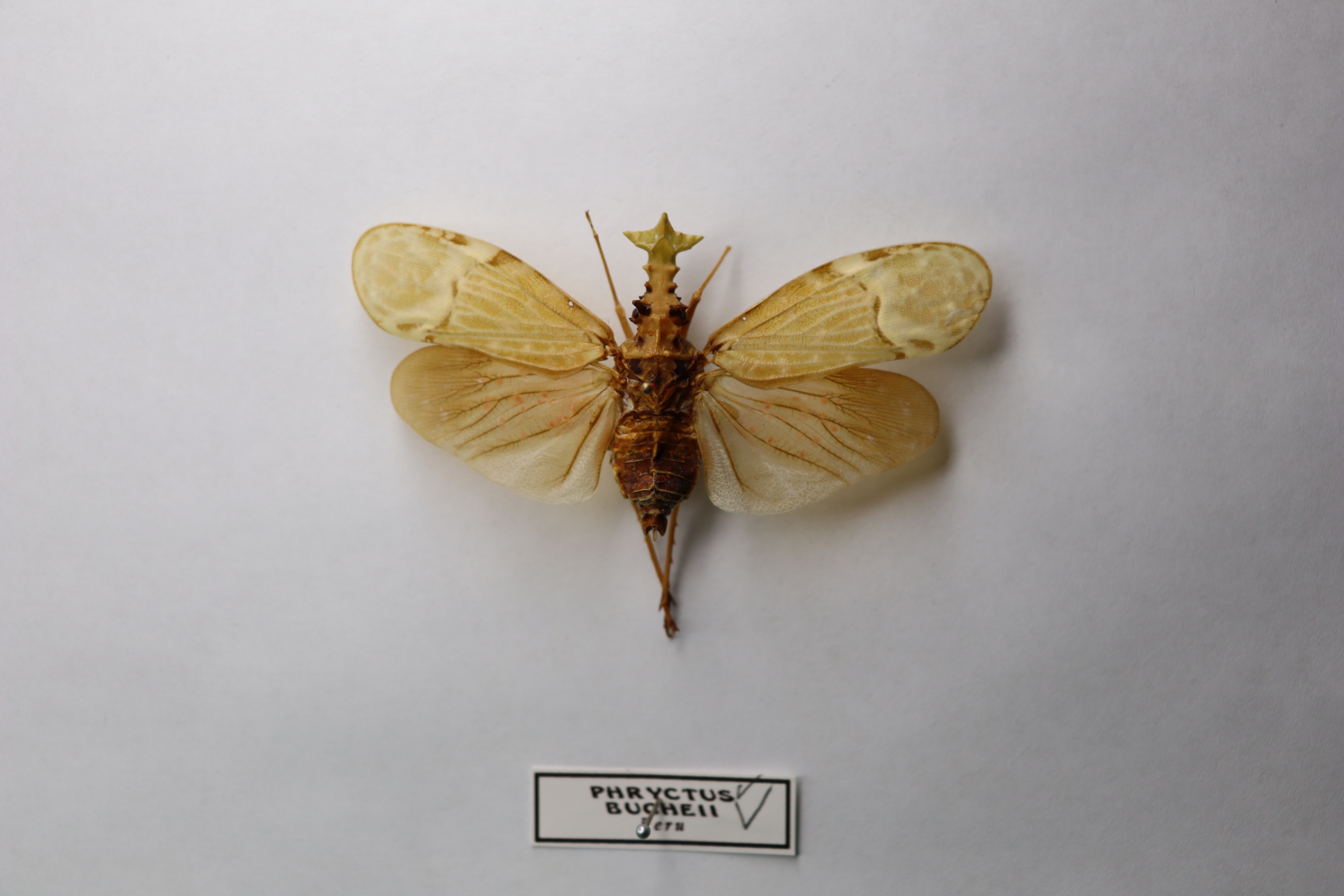 Pryctus bucheii 