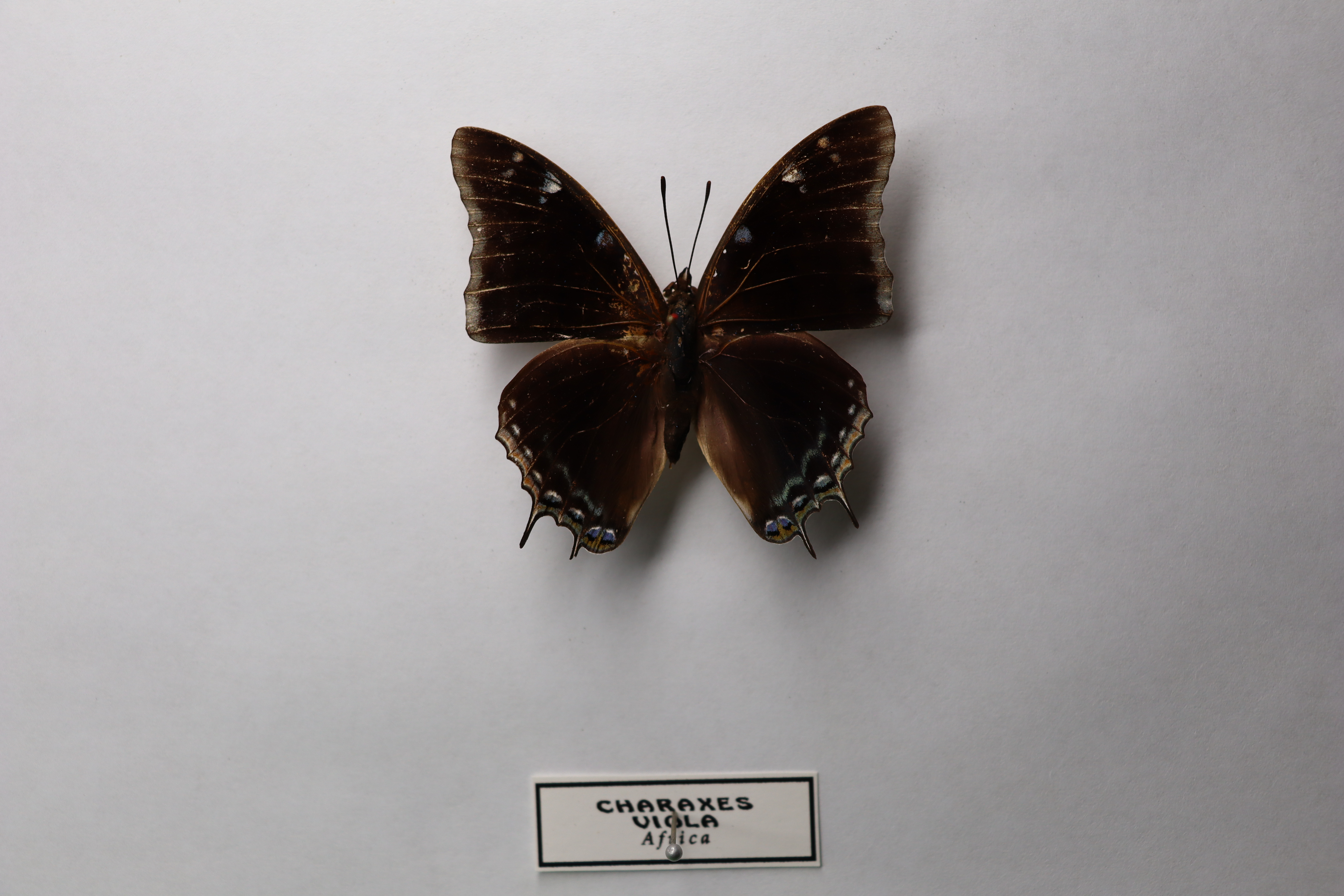 Charaxes viola