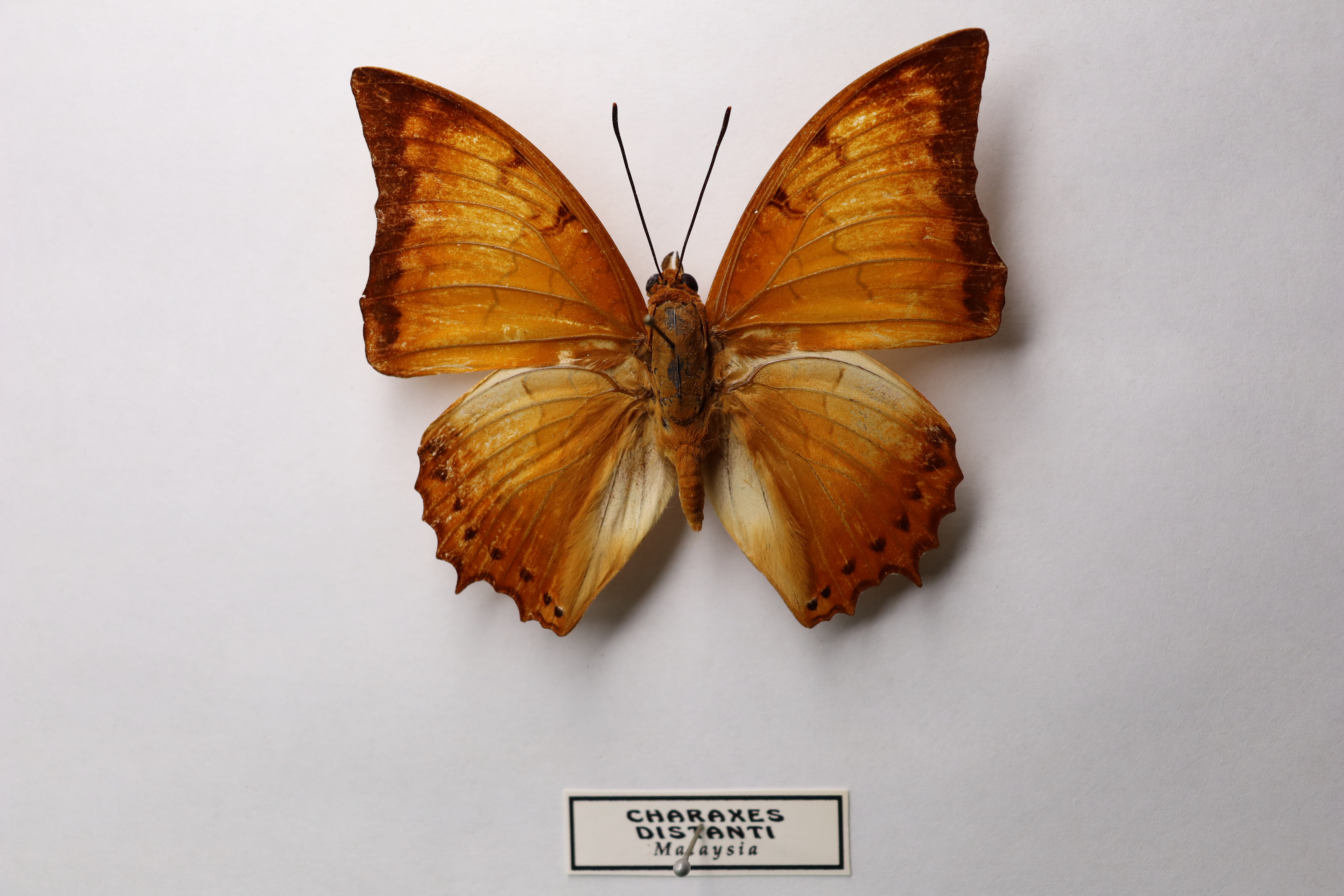 Charaxes distancei 