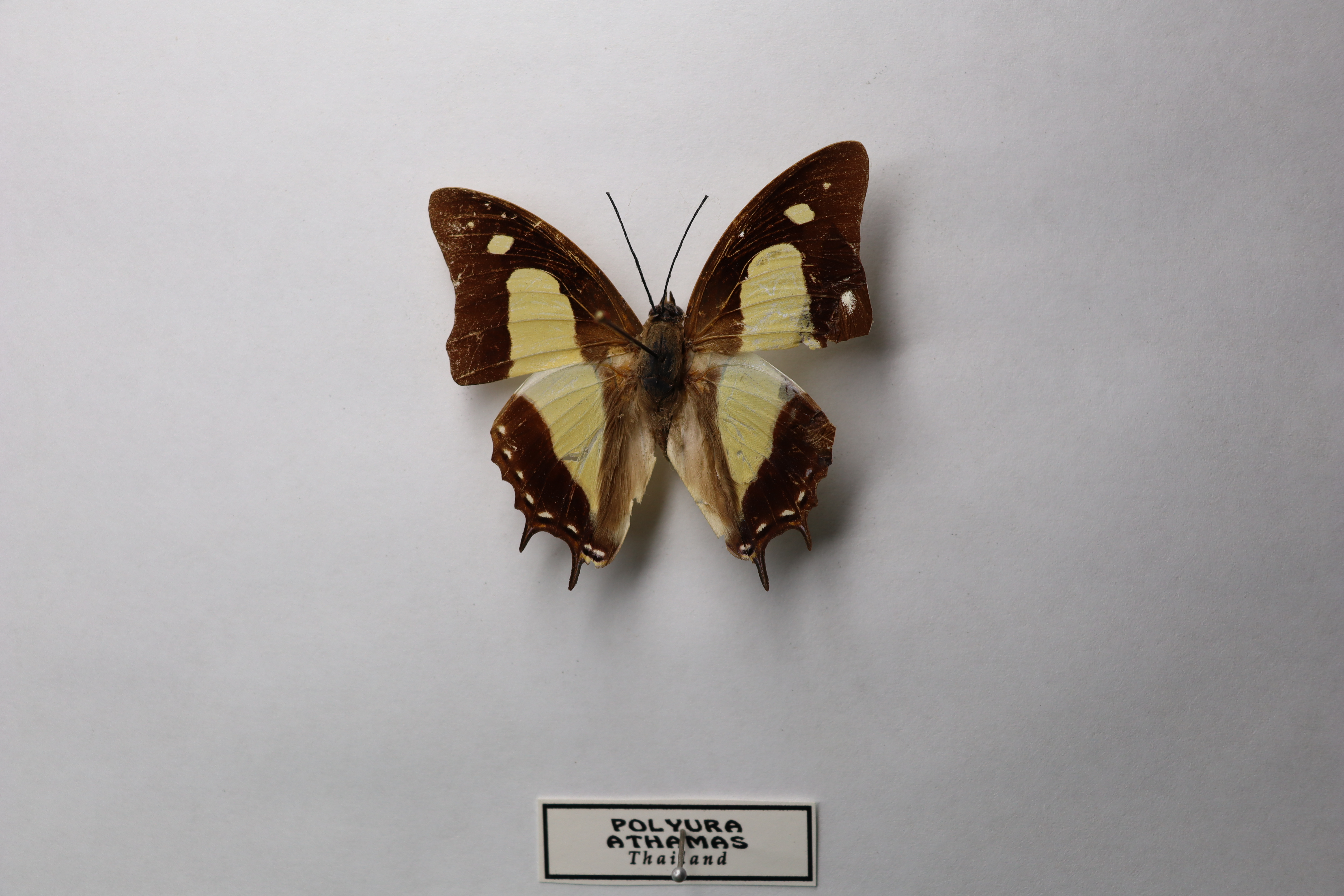polyura athamas