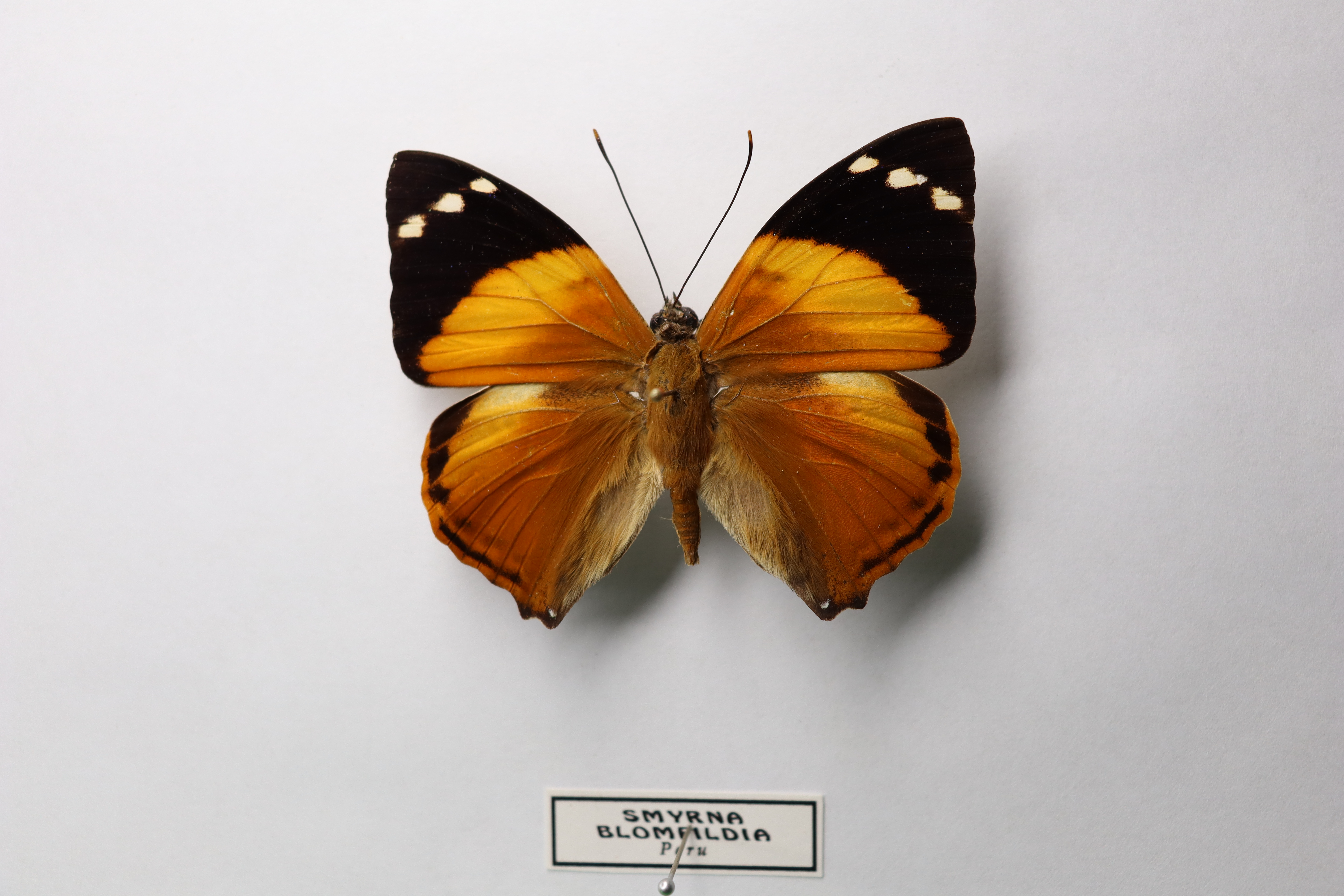 Smyrna blomfildia