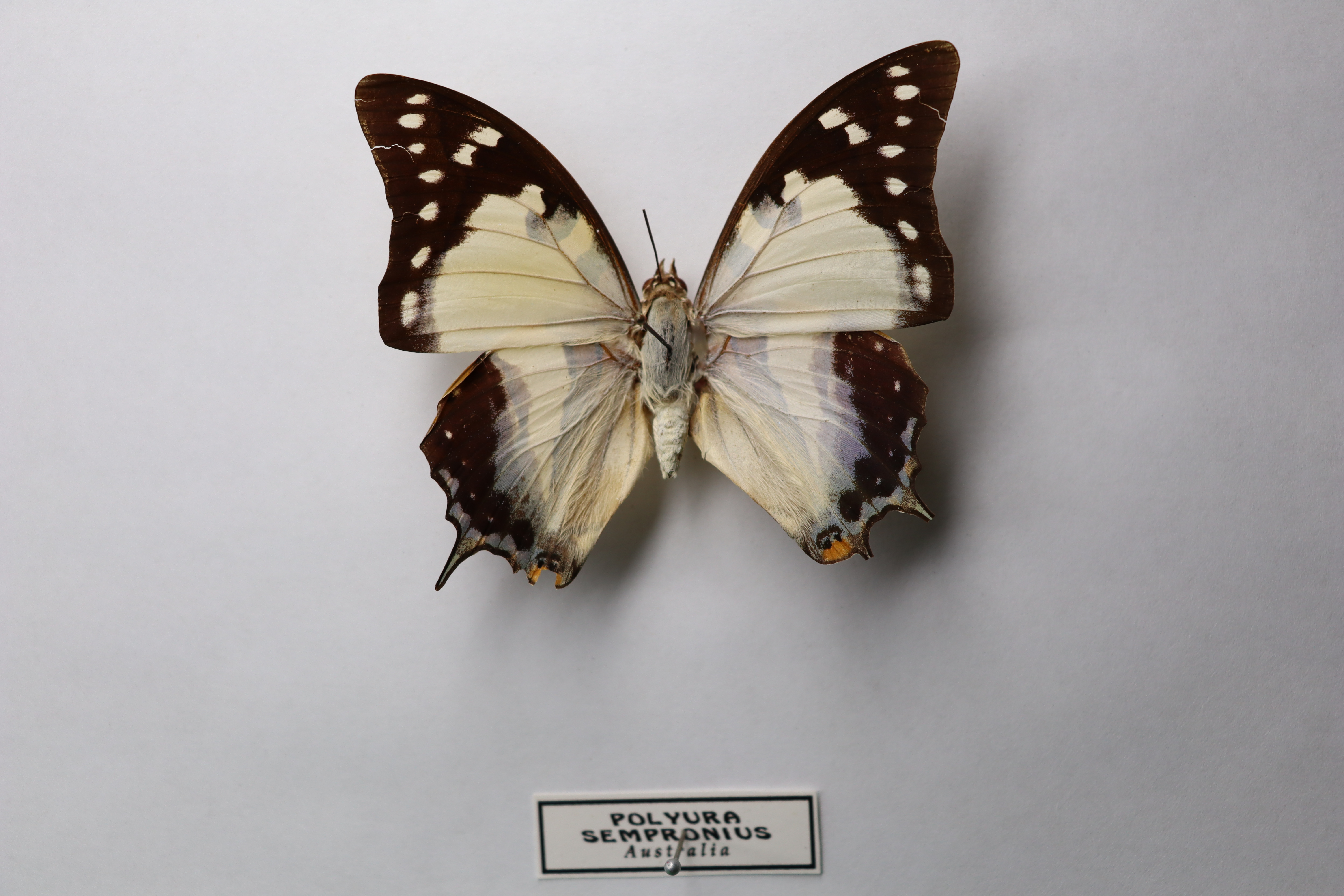 Polyura sempronius(Хвостатый император) Австралия