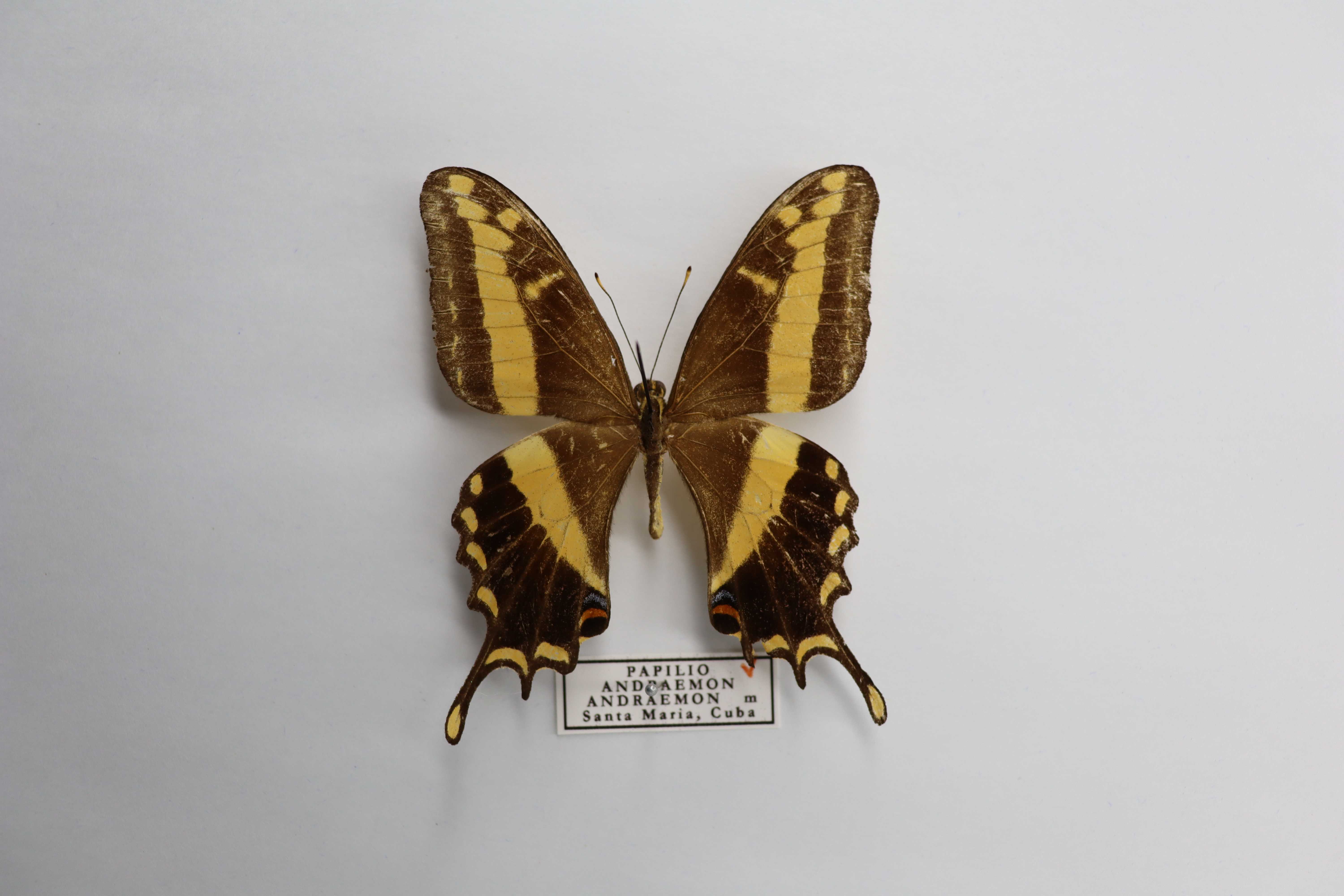 Papilio andraemon andraemon