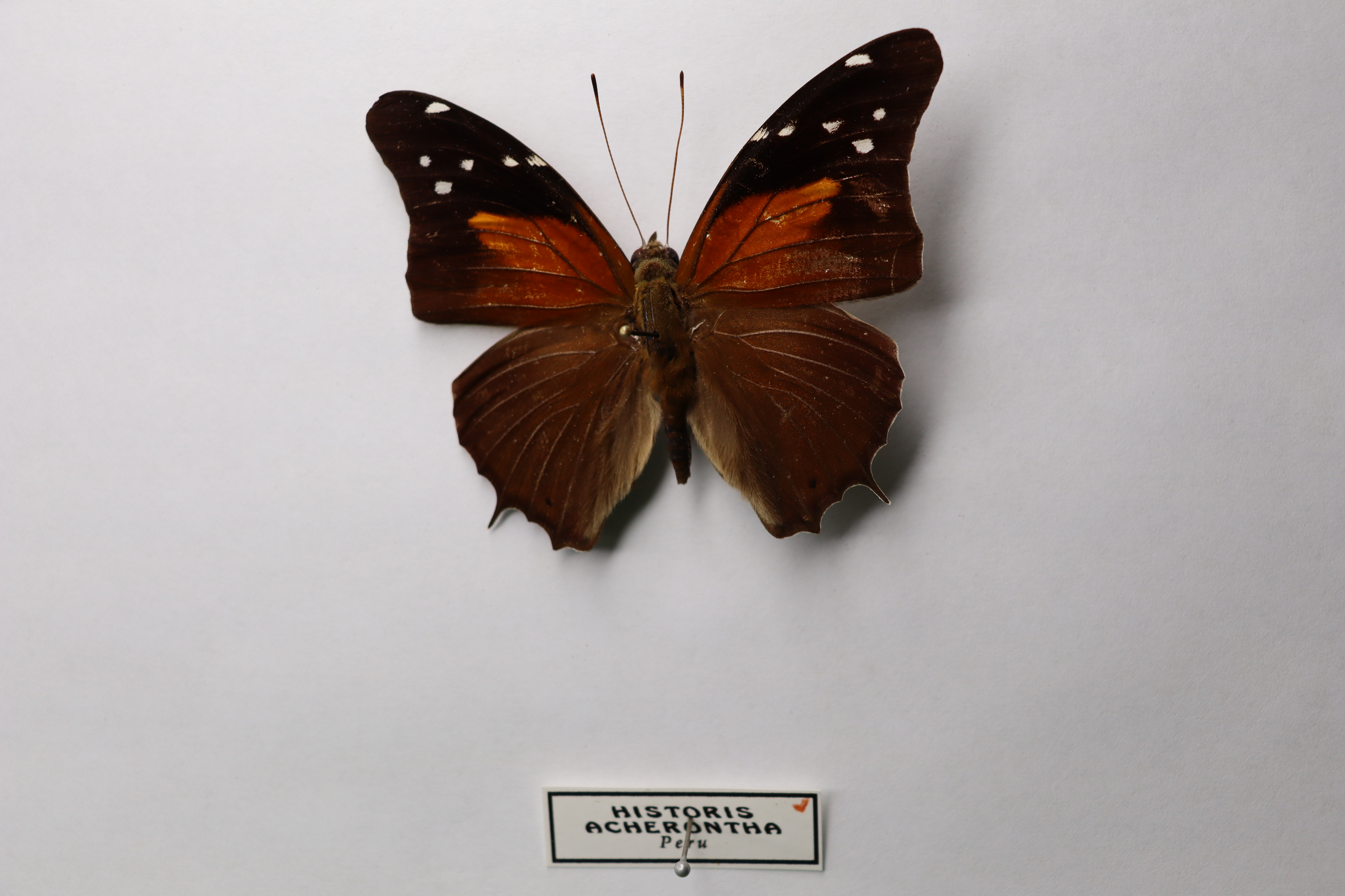historis acherontha