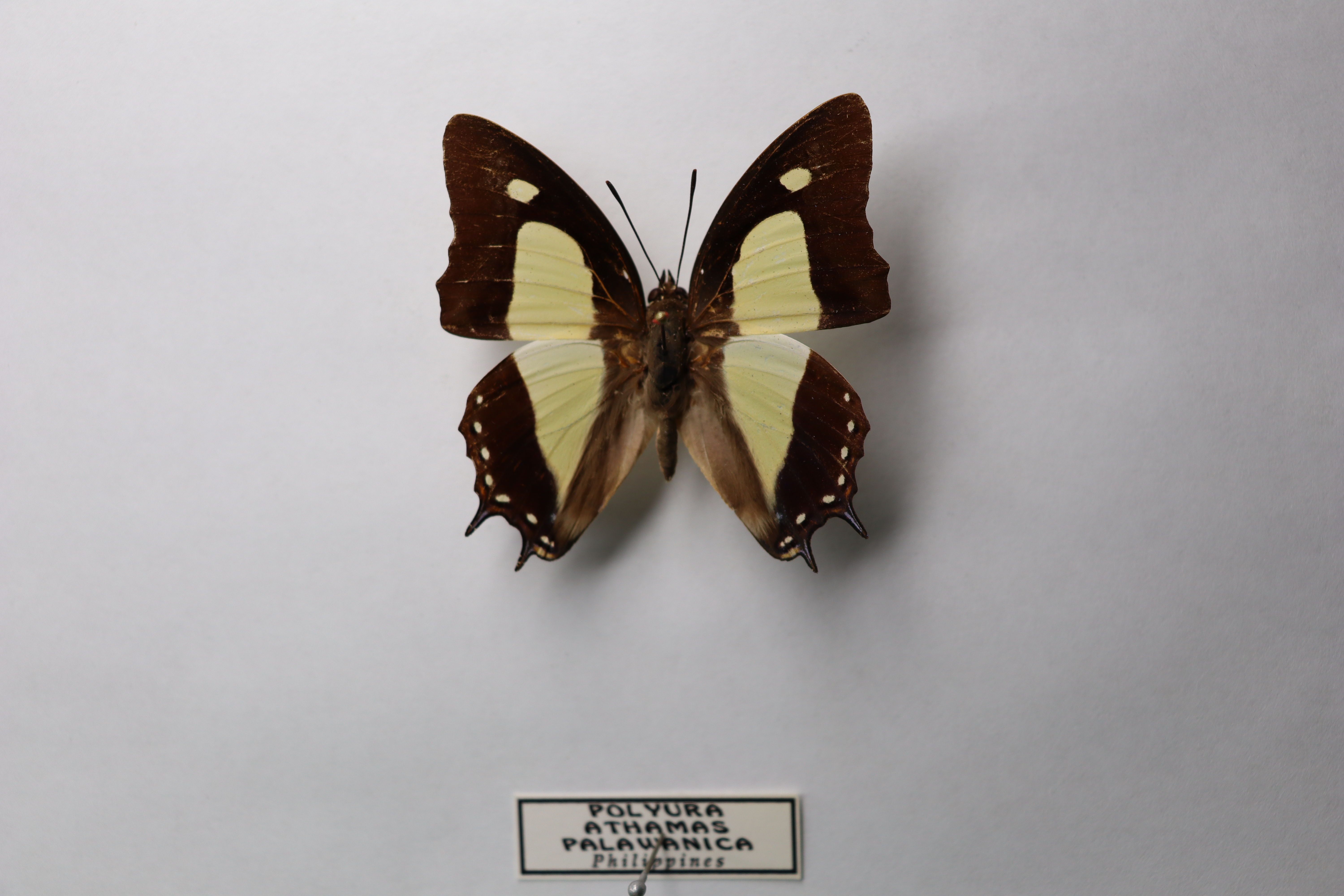 Polyura athamas palawanica