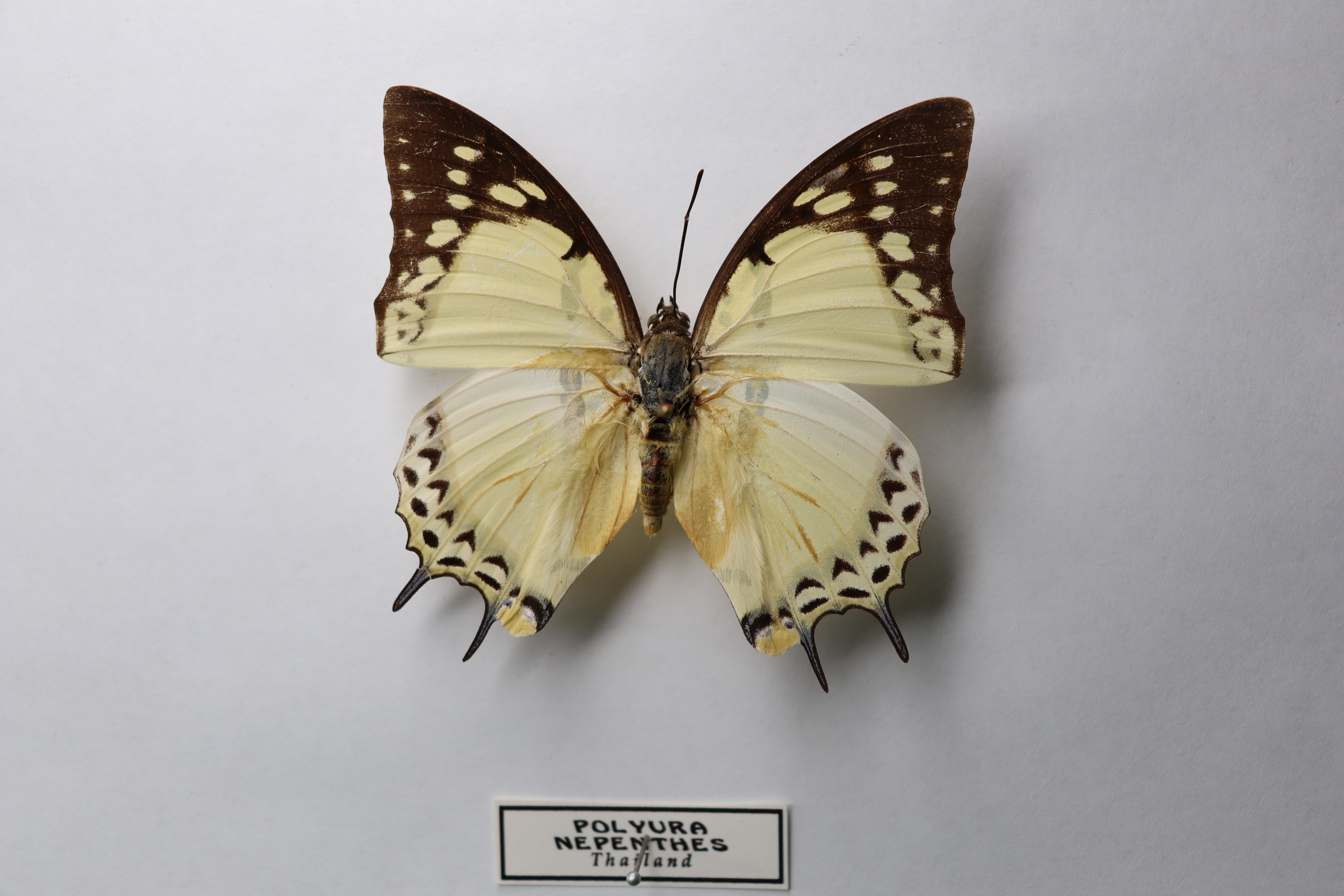 Polyura Nepenthes