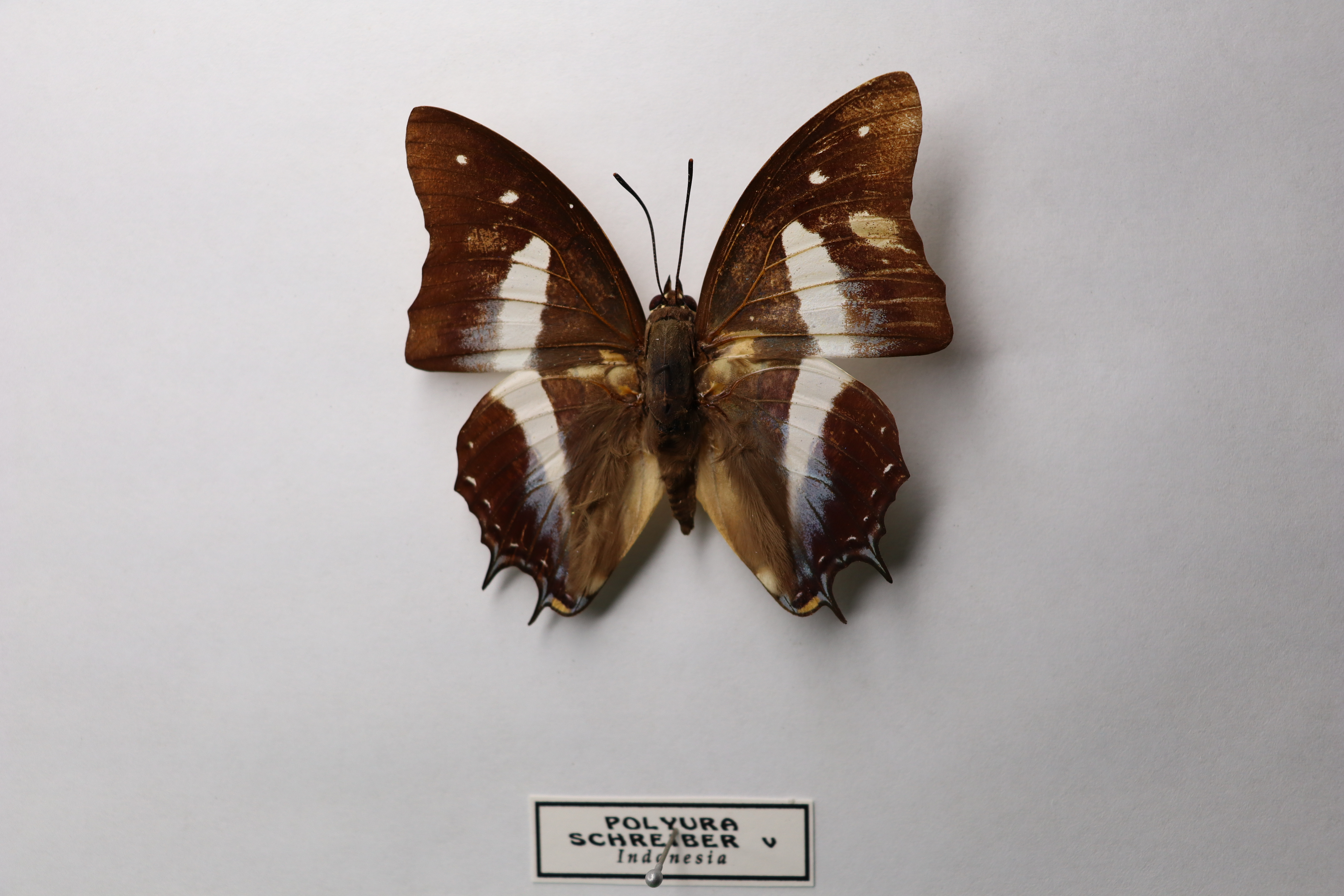 Polyura schreiber Indonesia(Голубой наваб)