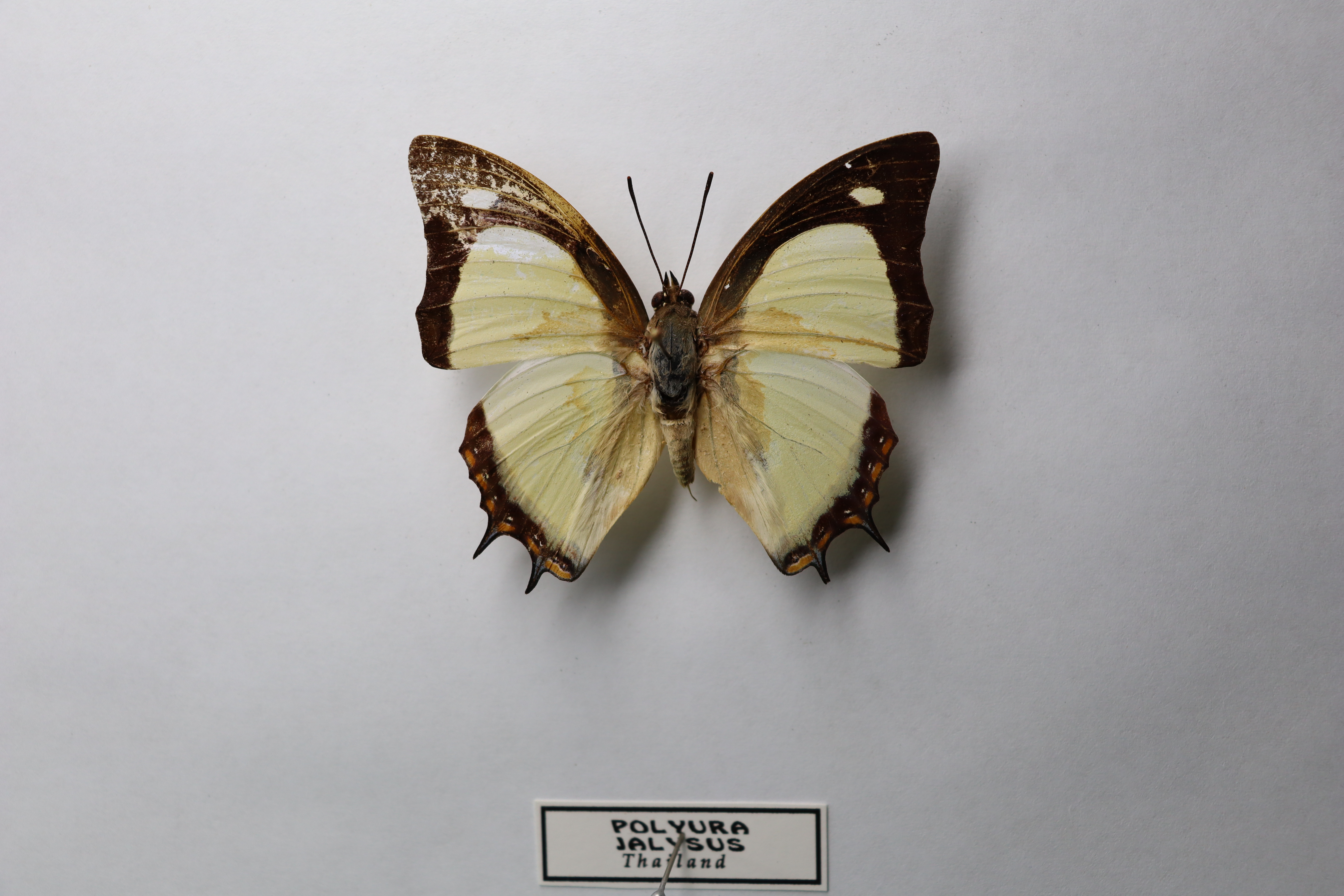 Polyura jalysus (известная как Indian Yellow Nawab)